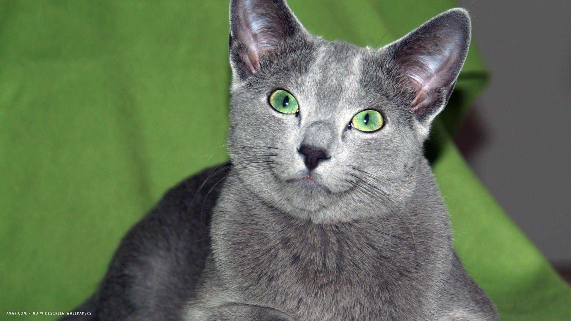 Russian Blue Wallpapers Top Free Russian Blue Backgrounds