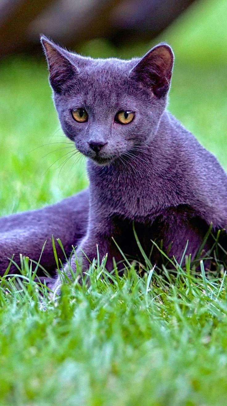 Russian Blue Wallpapers Top Free Russian Blue Backgrounds