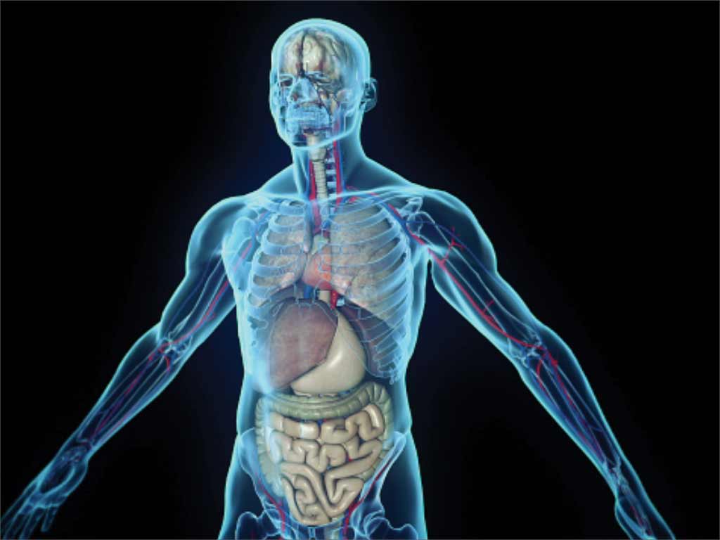 Human Biology Wallpapers Top Free Human Biology Backgrounds