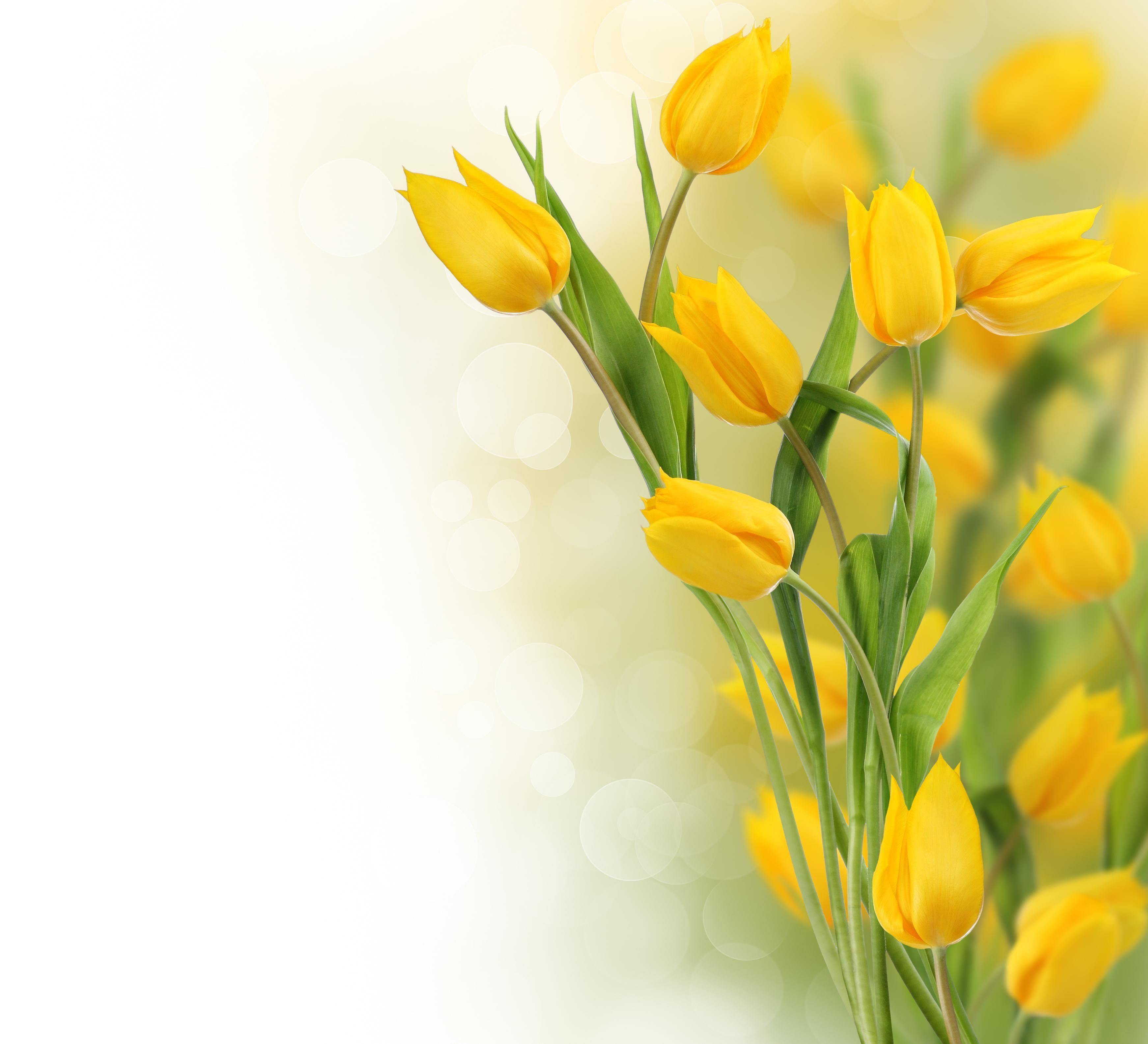 Yellow Tulips Wallpapers Top Free Yellow Tulips Backgrounds