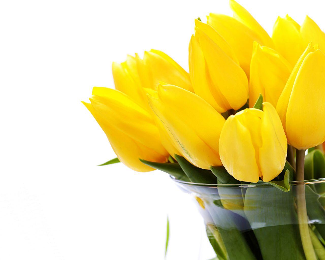 Yellow Tulips Wallpapers Top Free Yellow Tulips Backgrounds