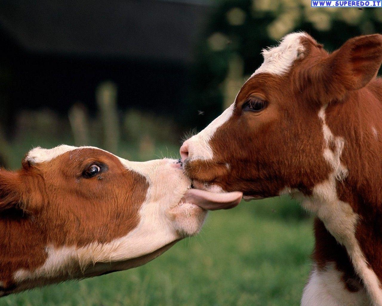 Farm Animals Wallpapers Top Free Farm Animals Backgrounds