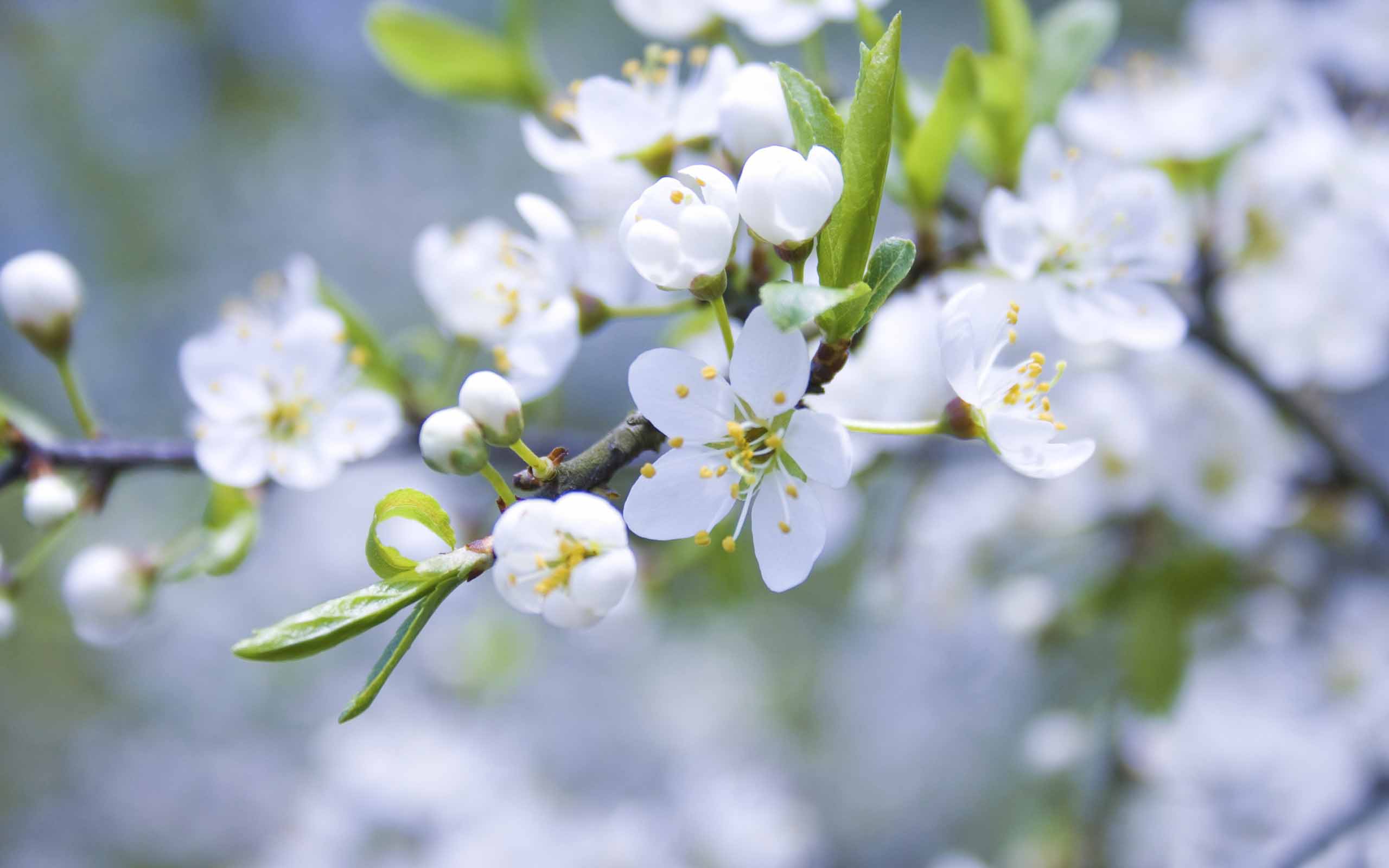 Apple Blossom Wallpapers Top Free Apple Blossom Backgrounds