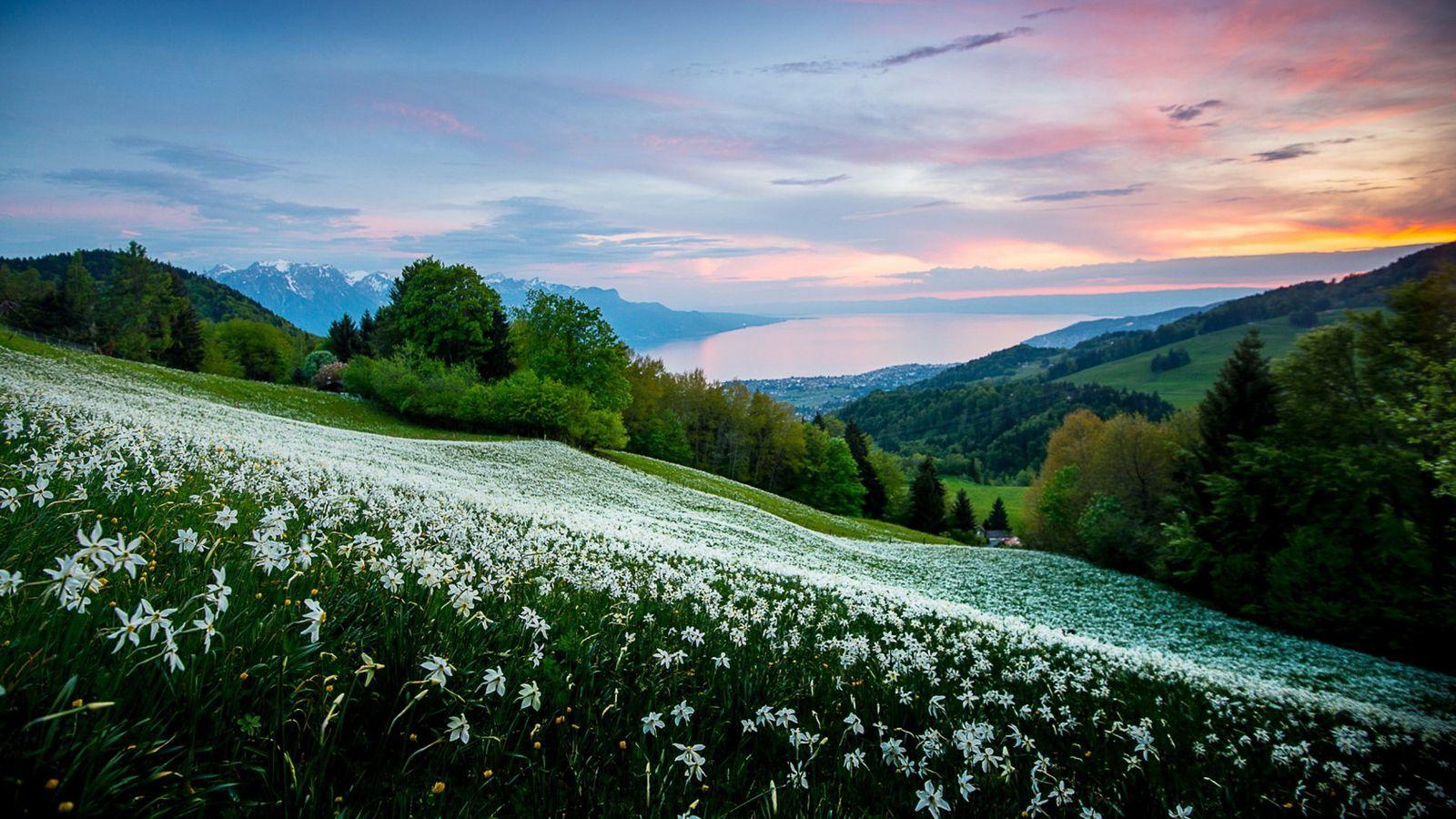 Green Scenery Wallpapers Top Free Green Scenery Backgrounds