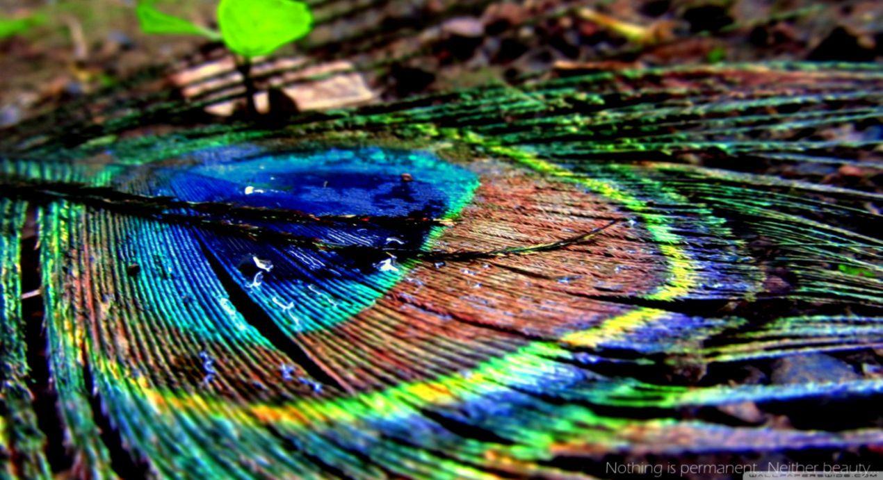 Full Screen Desktop Wallpapers Top Free Full Screen Desktop