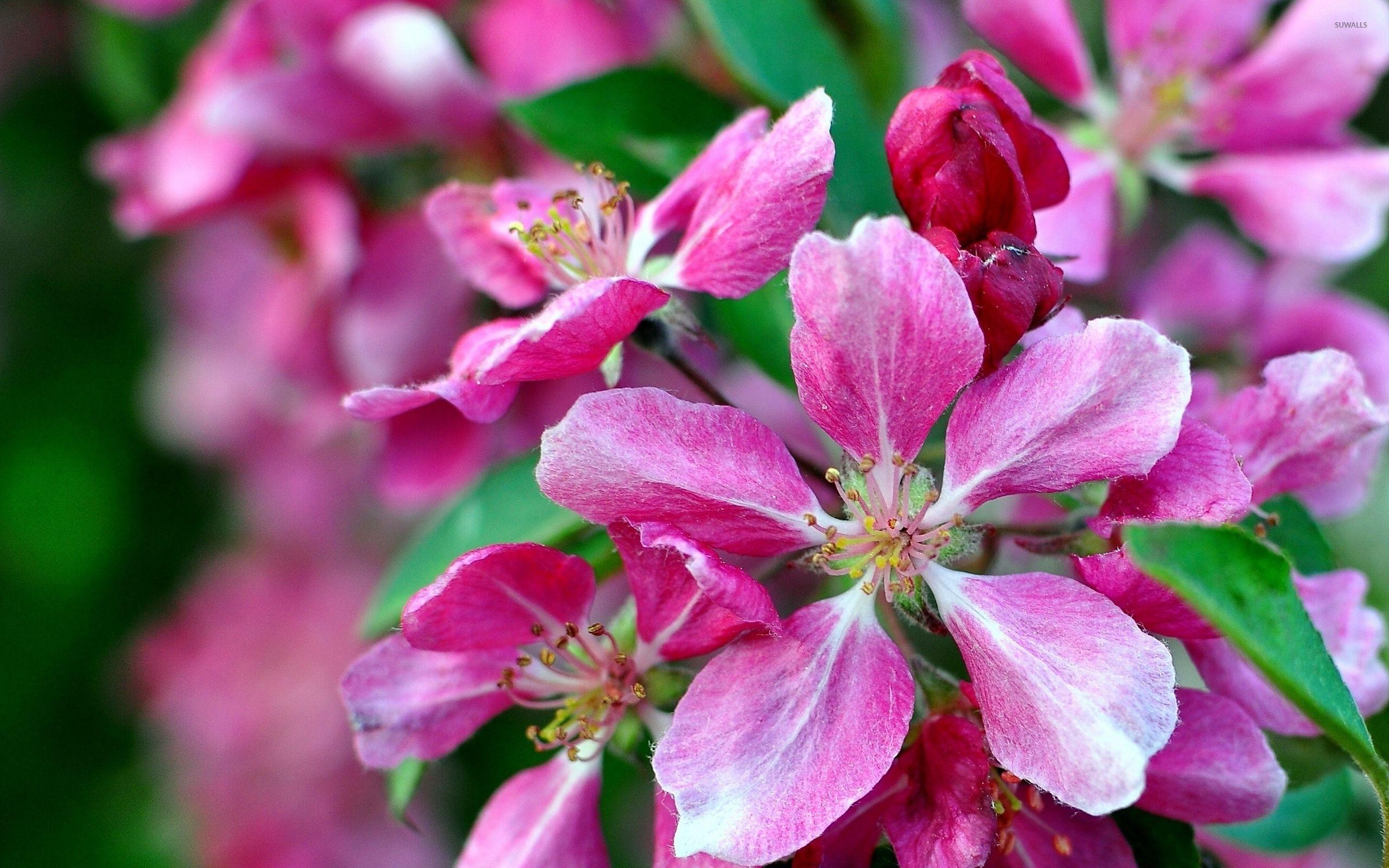 Apple Blossom Wallpapers Top Free Apple Blossom Backgrounds