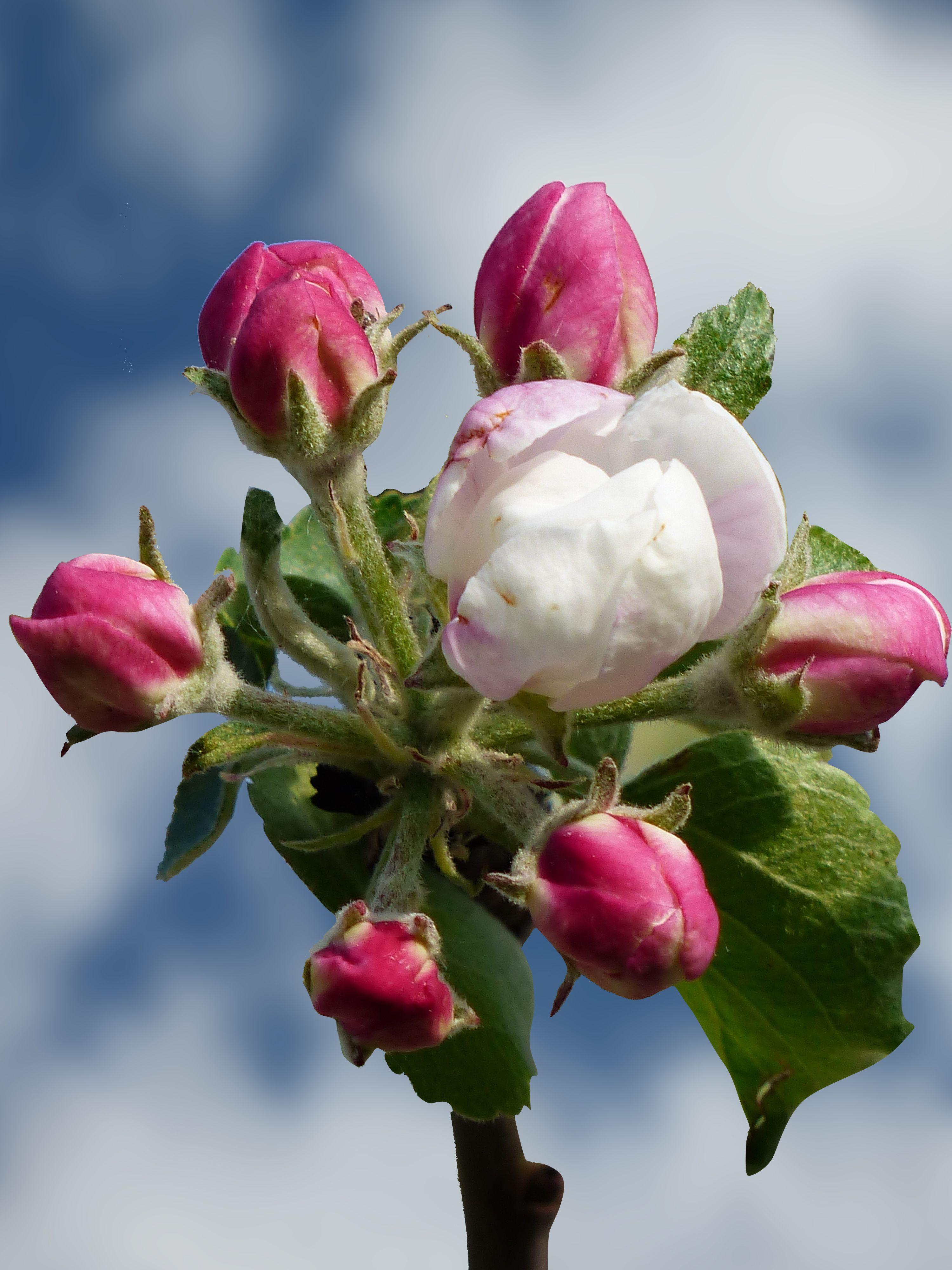 Apple Blossom Wallpapers Top Free Apple Blossom Backgrounds