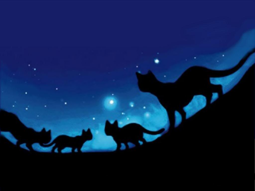 Cat and Moon Wallpapers Top Free Cat and Moon Backgrounds