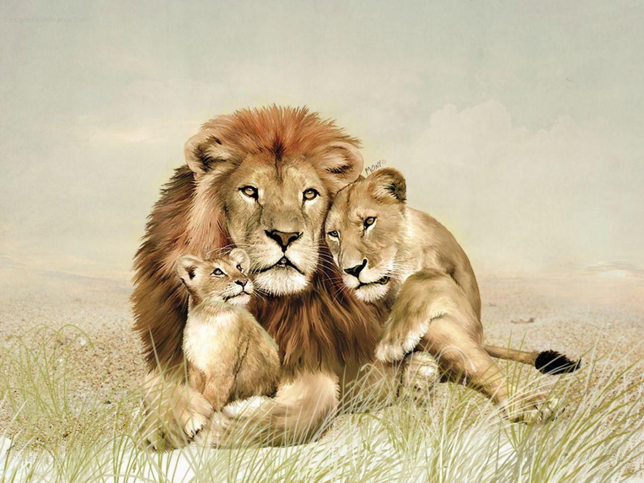 Lion Family Wallpapers Top Free Lion Family Backgrounds WallpaperAccess