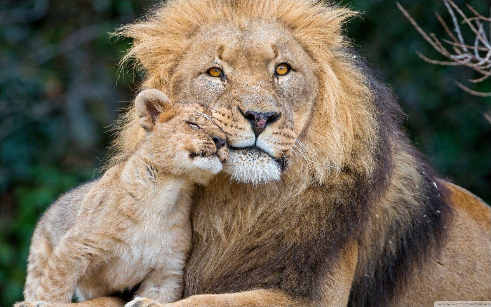 Lion Family Wallpapers Top Free Lion Family Backgrounds WallpaperAccess