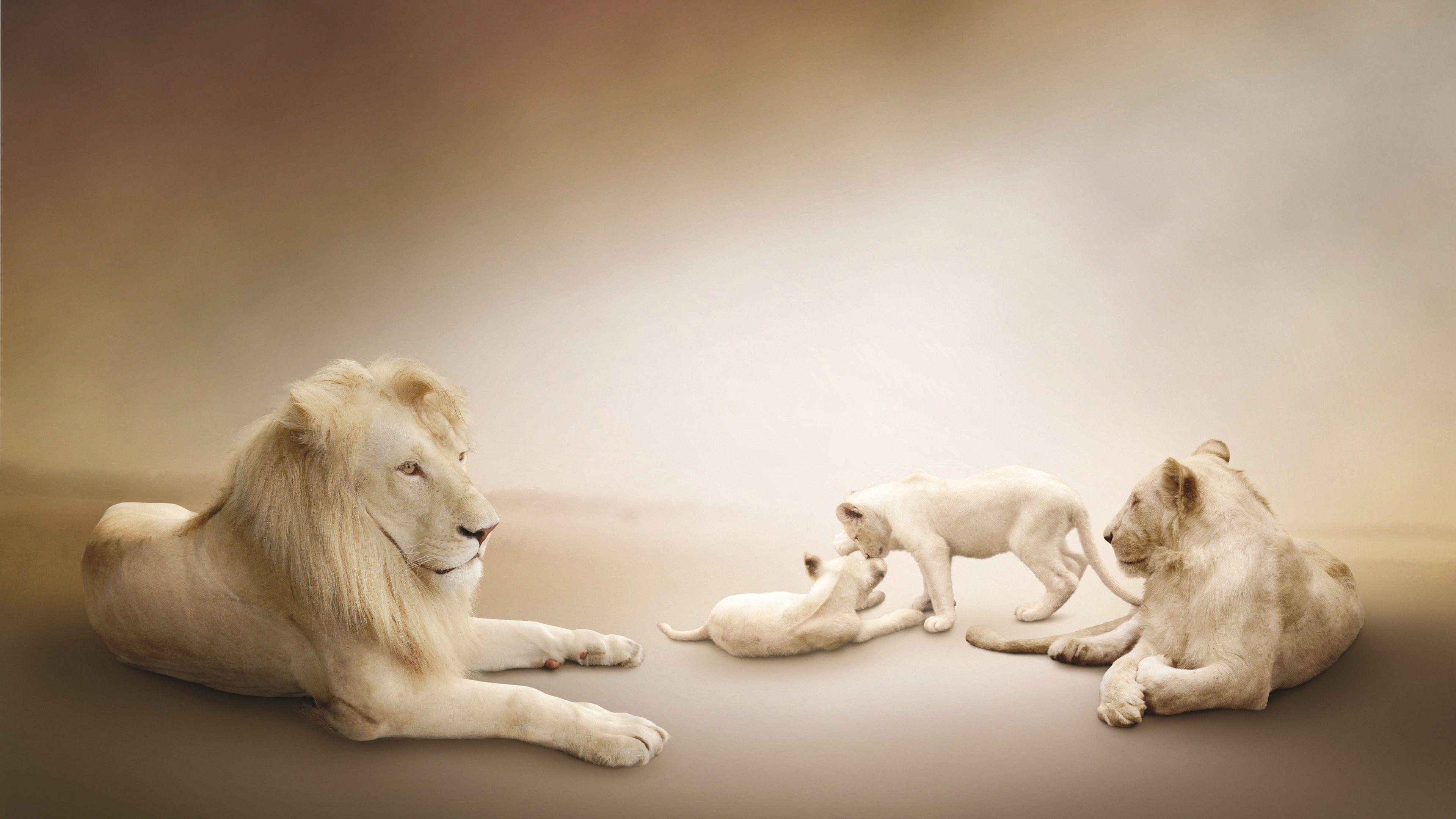 White Lion Cool Wallpapers Top Free White Lion Cool Backgrounds