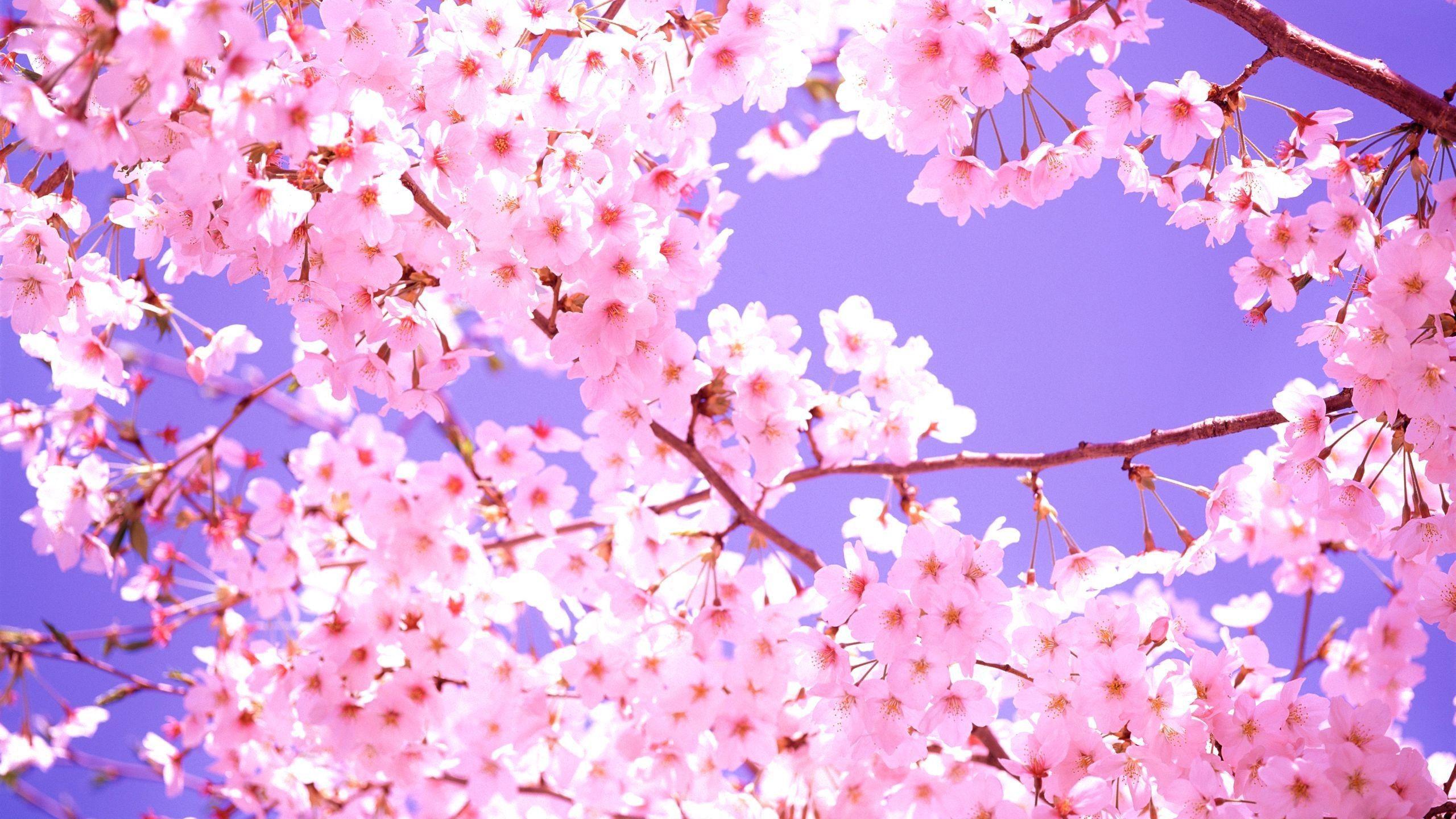 2560x1440 Cherry Blossom Wallpapers Top Free 2560x1440 Cherry Blossom