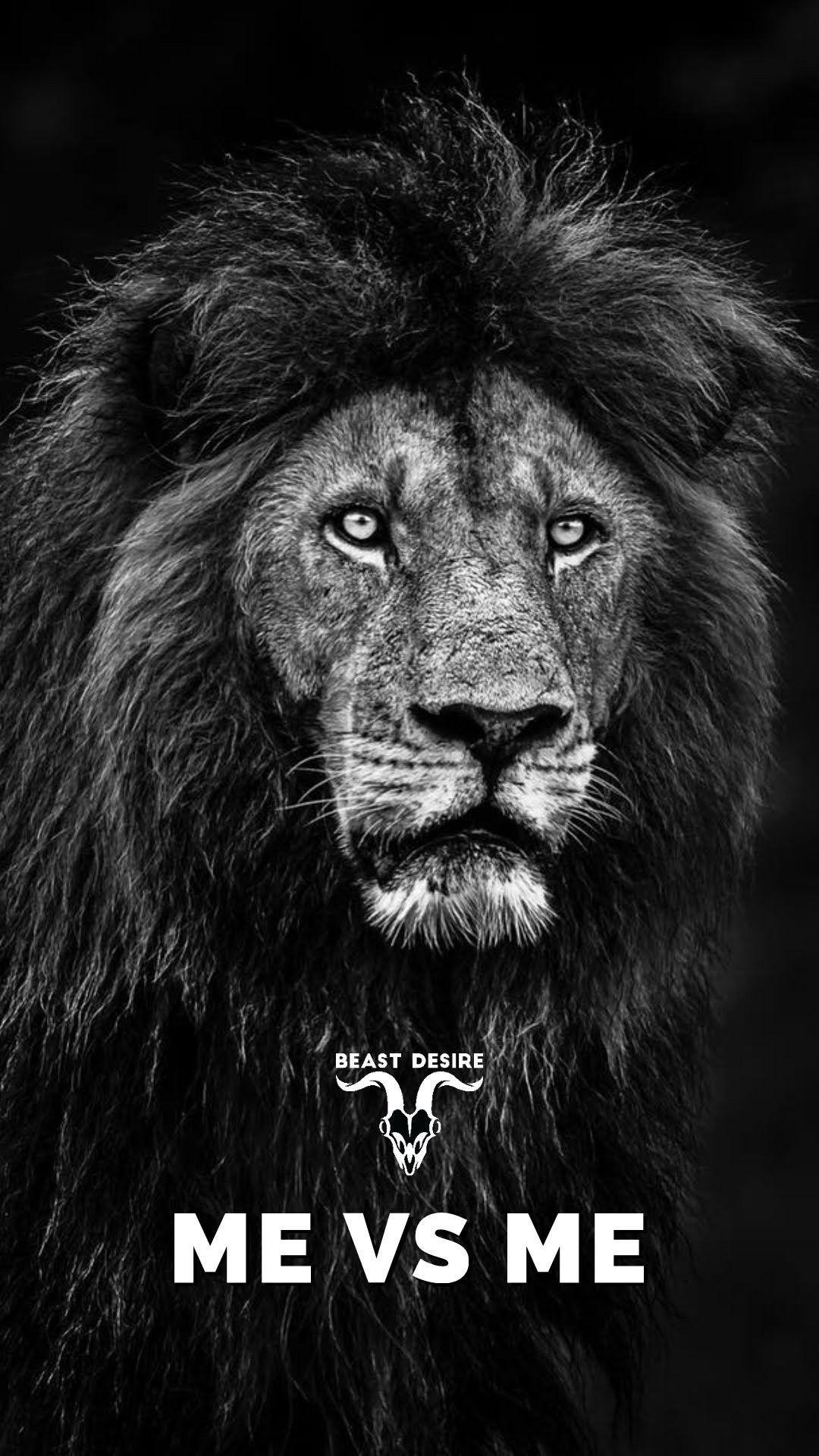 Lion Motivation Wallpapers Top Free Lion Motivation Backgrounds