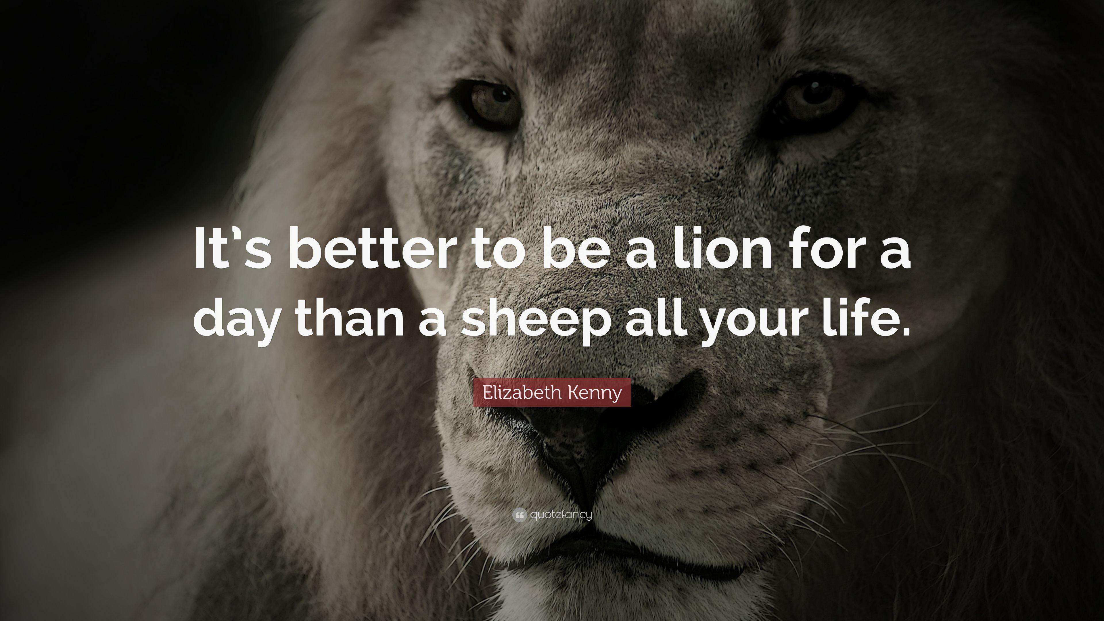 Lion Motivation Wallpapers Top Free Lion Motivation Backgrounds