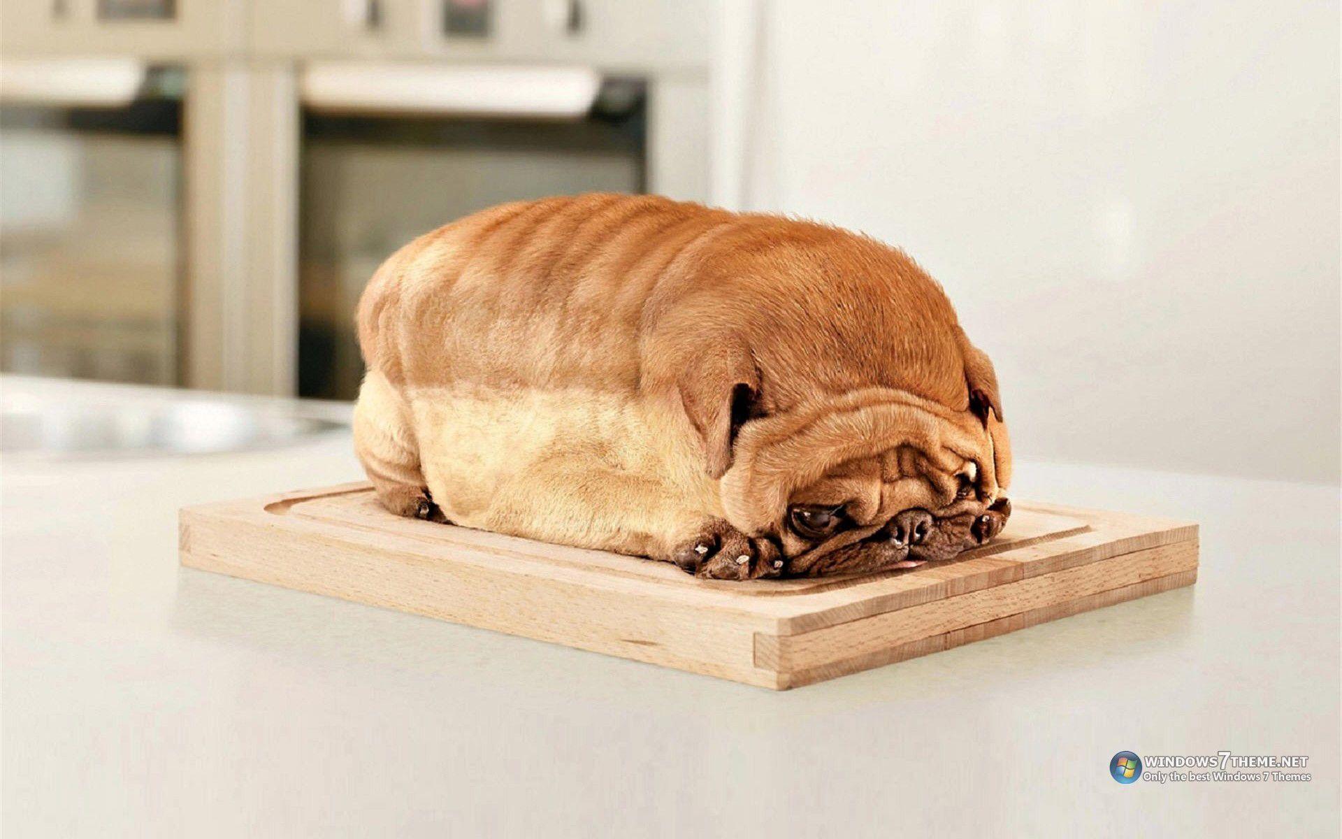 Funny Animals Wallpapers Top Free Funny Animals Backgrounds