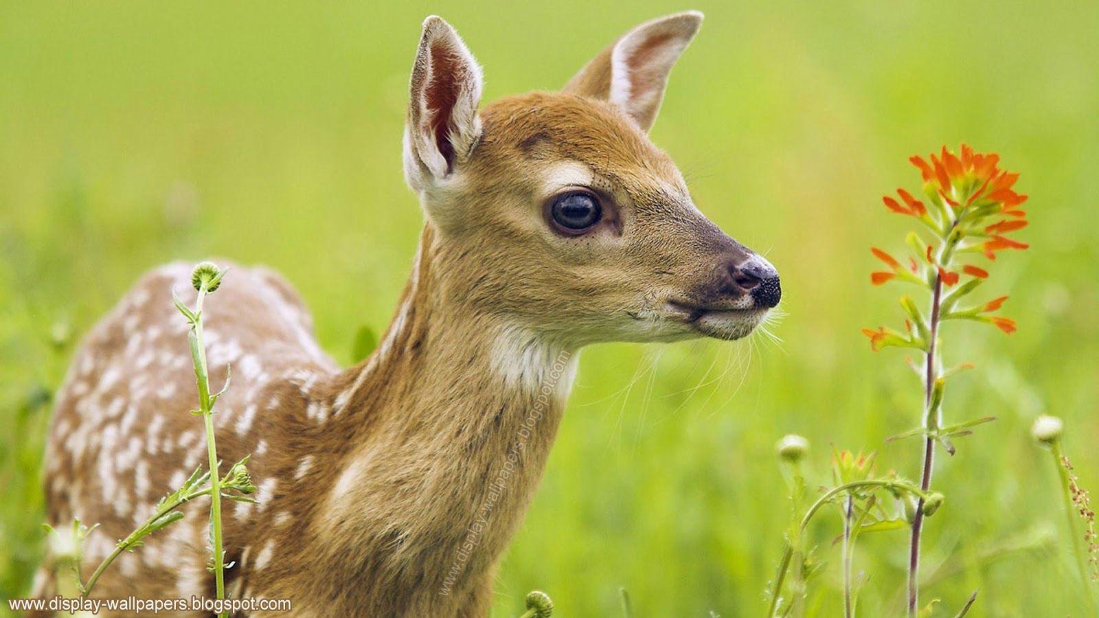 Funny Animals Wallpapers Top Free Funny Animals Backgrounds