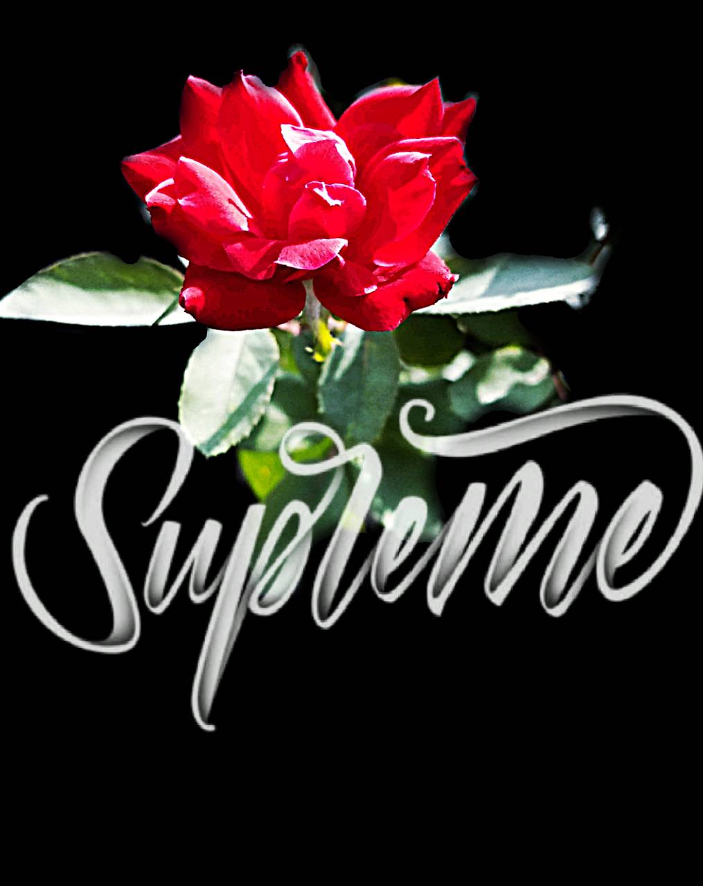 Rose Supreme Wallpapers Top Free Rose Supreme Backgrounds