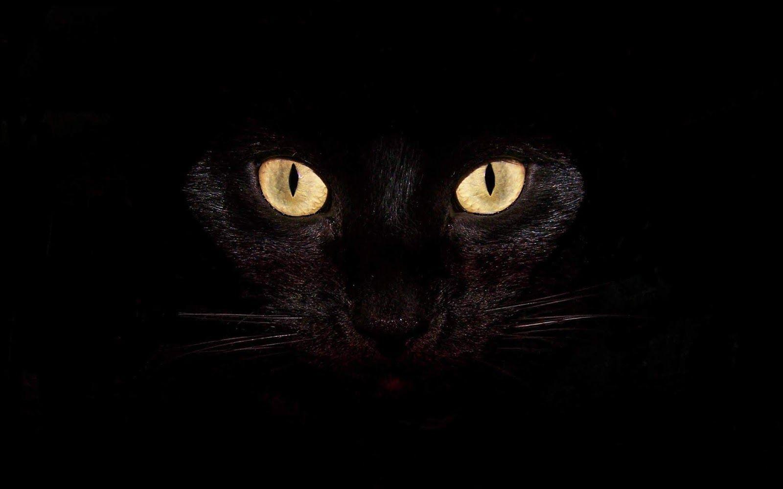 Dark Cat Wallpapers Top Free Dark Cat Backgrounds WallpaperAccess