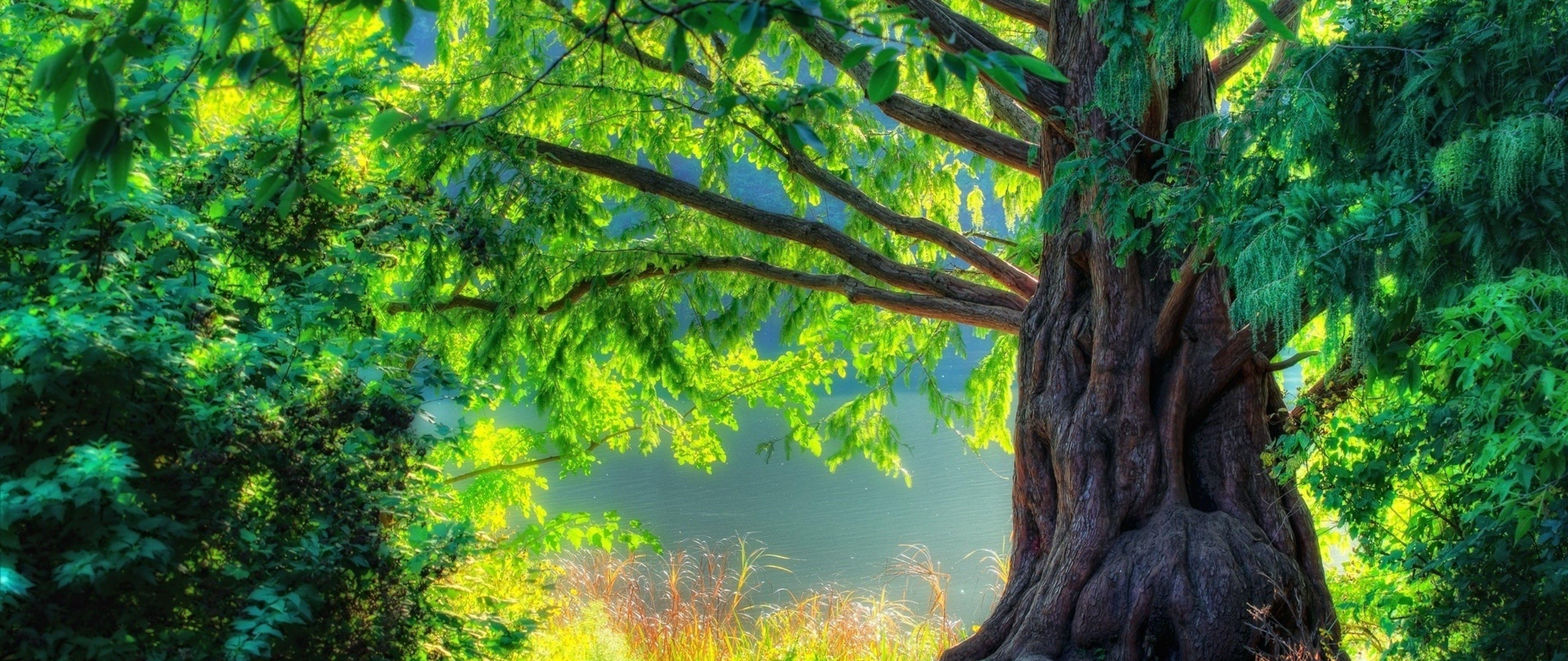 Ultra Wide Nature Wallpapers Top Free Ultra Wide Nature Backgrounds