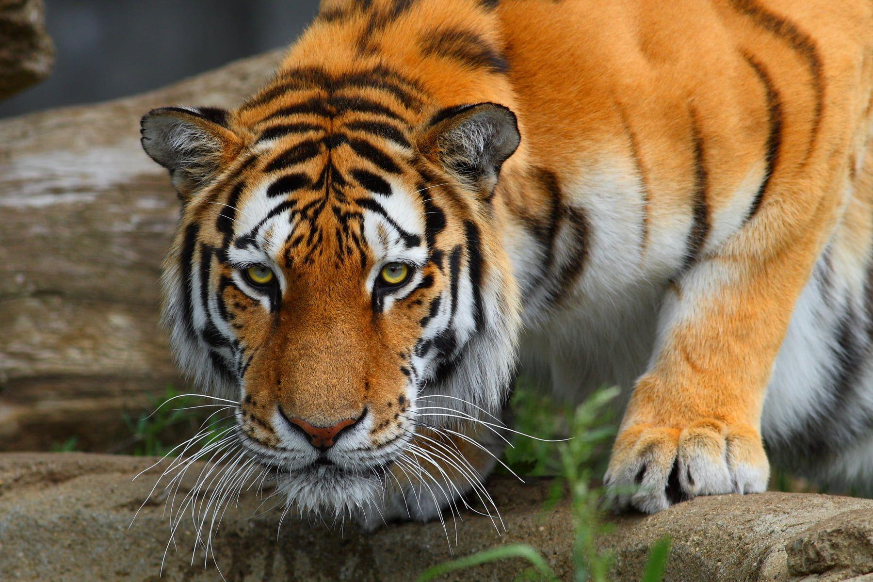 Bengal Tiger Wallpapers Top Free Bengal Tiger Backgrounds WallpaperAccess