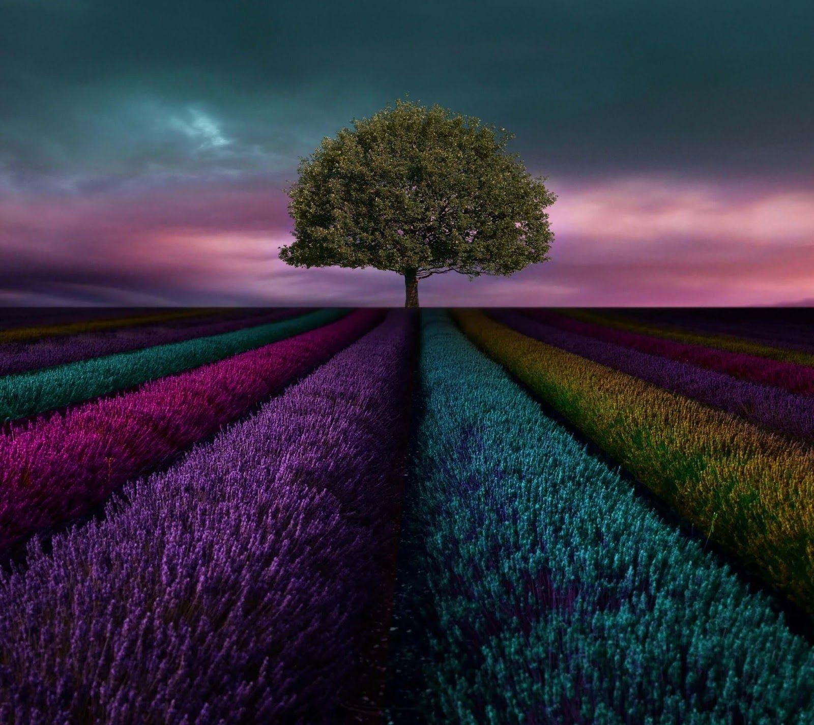 LG 4K Wallpapers Top Free LG 4K Backgrounds WallpaperAccess