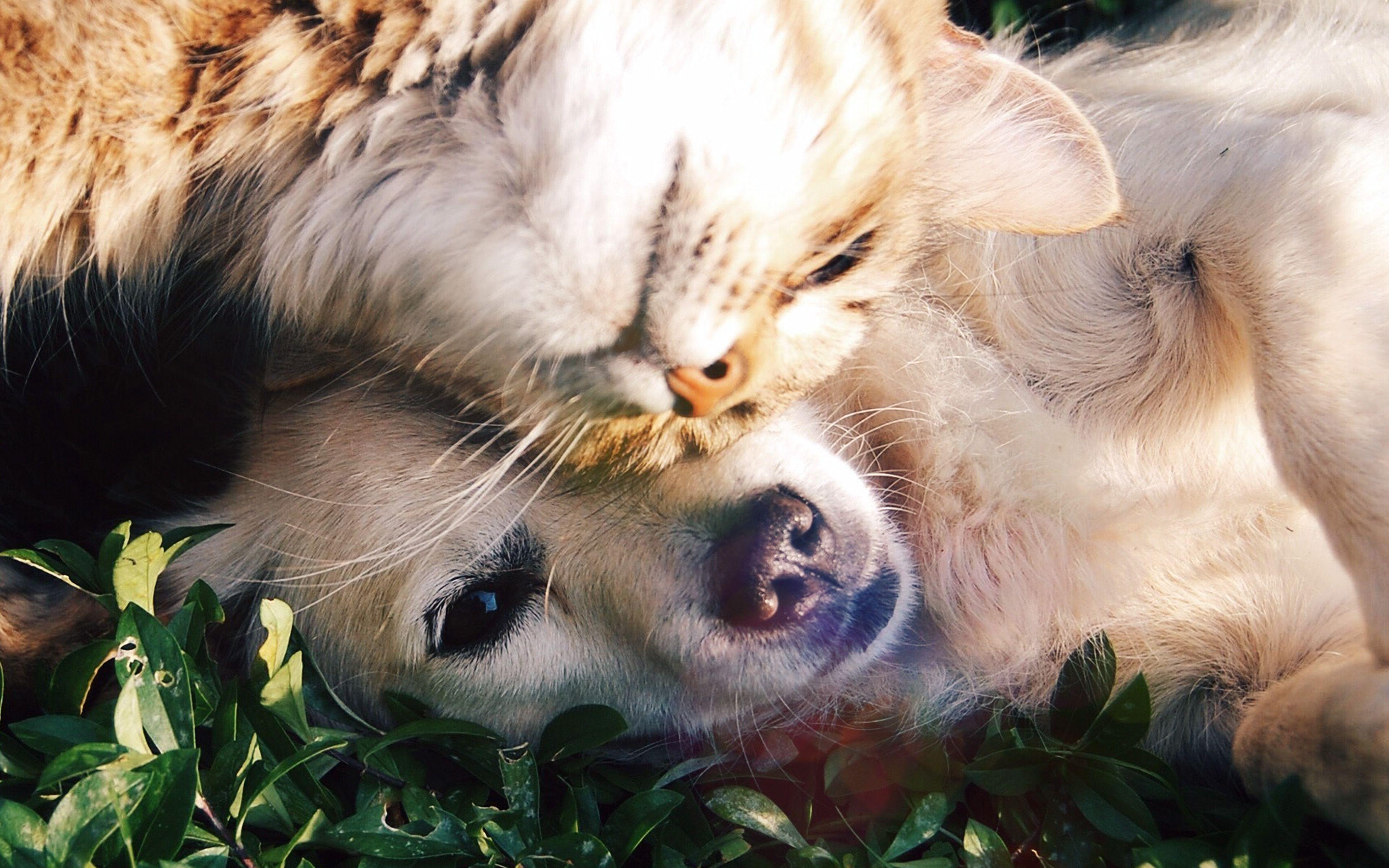 Animal Love Wallpapers Top Free Animal Love Backgrounds WallpaperAccess