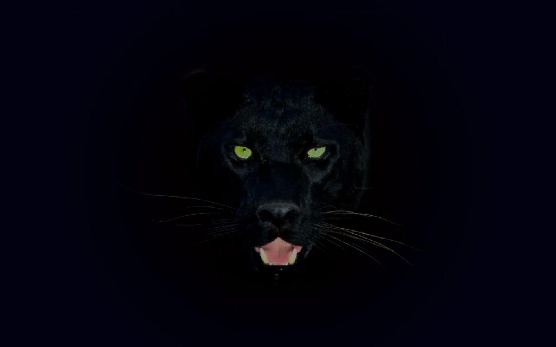 Black Jaguar Wallpapers Top Free Black Jaguar Backgrounds