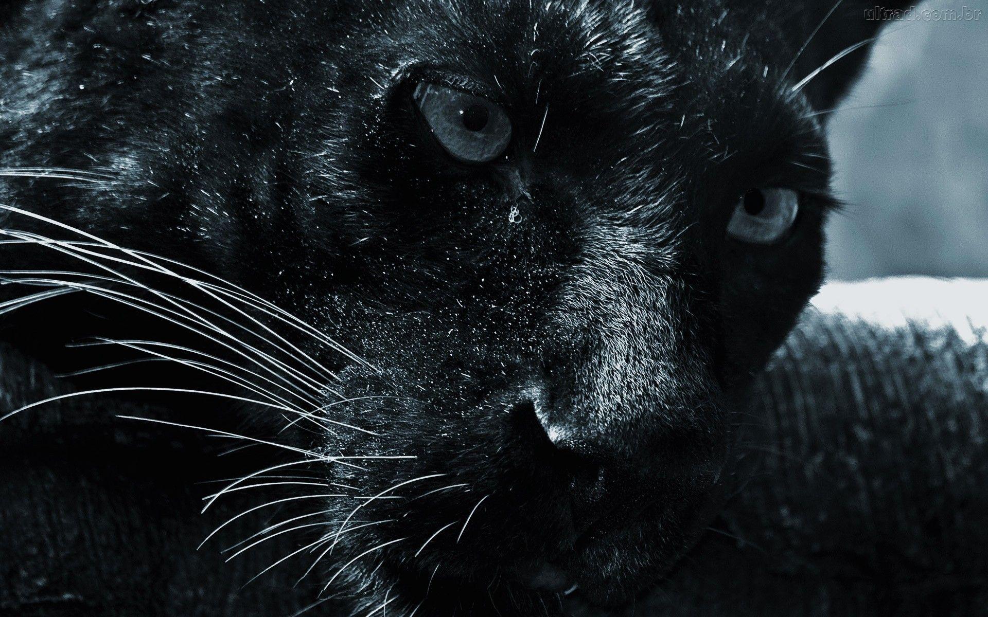 Black Jaguar Wallpapers Top Free Black Jaguar Backgrounds WallpaperAccess