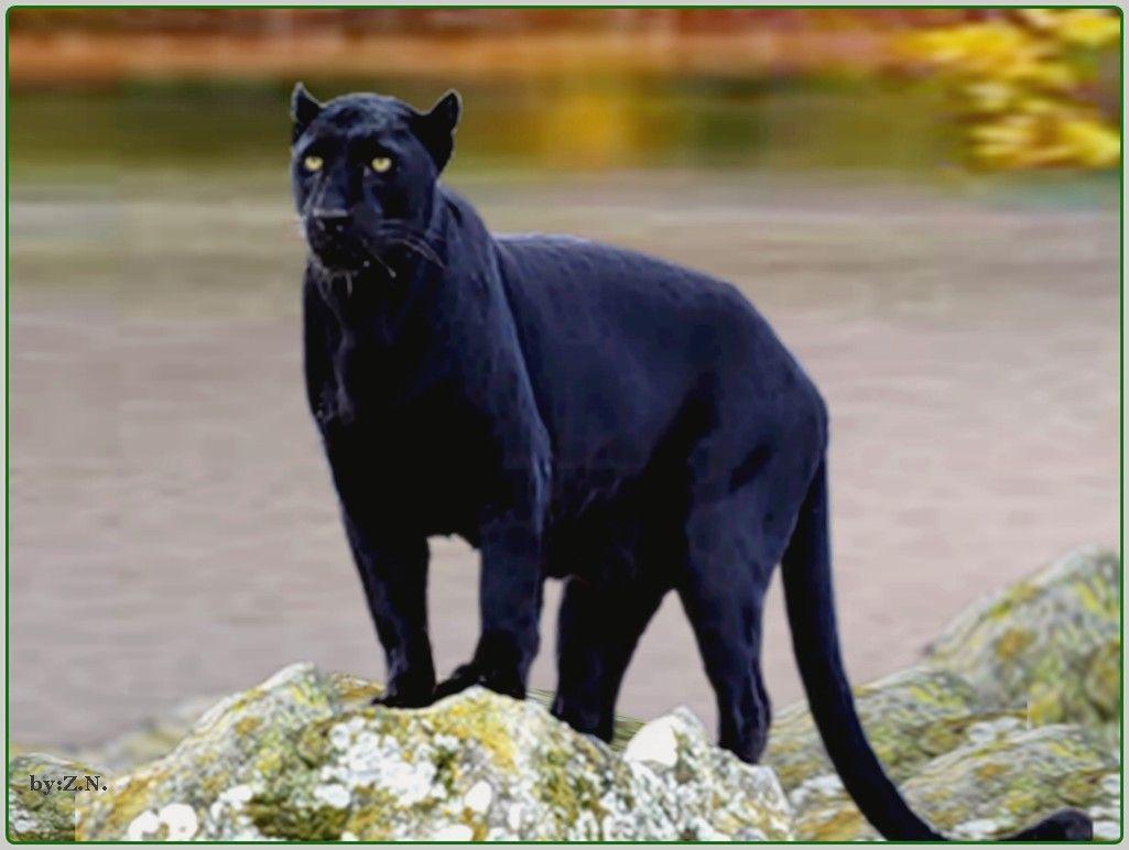 Black Jaguar Wallpapers Top Free Black Jaguar Backgrounds WallpaperAccess