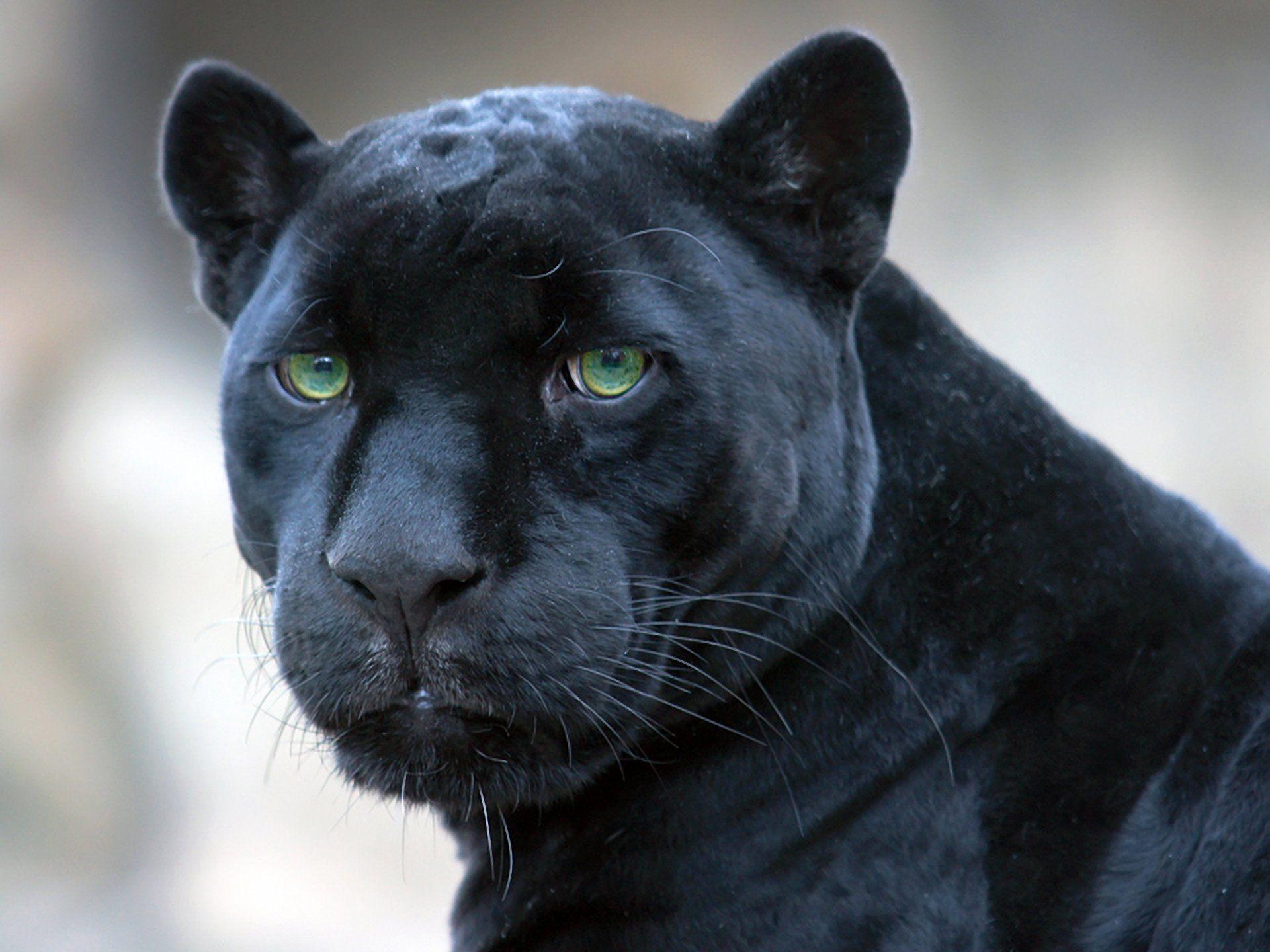 Black Jaguar Wallpapers Top Free Black Jaguar Backgrounds