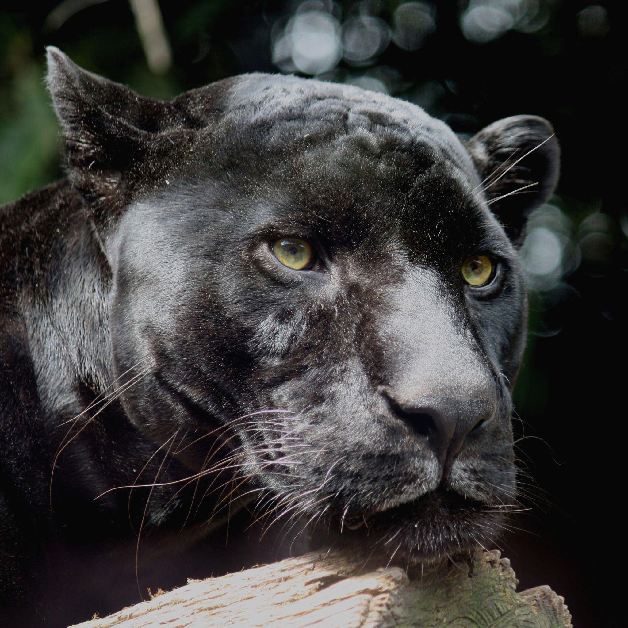 Black Jaguar Wallpapers Top Free Black Jaguar Backgrounds