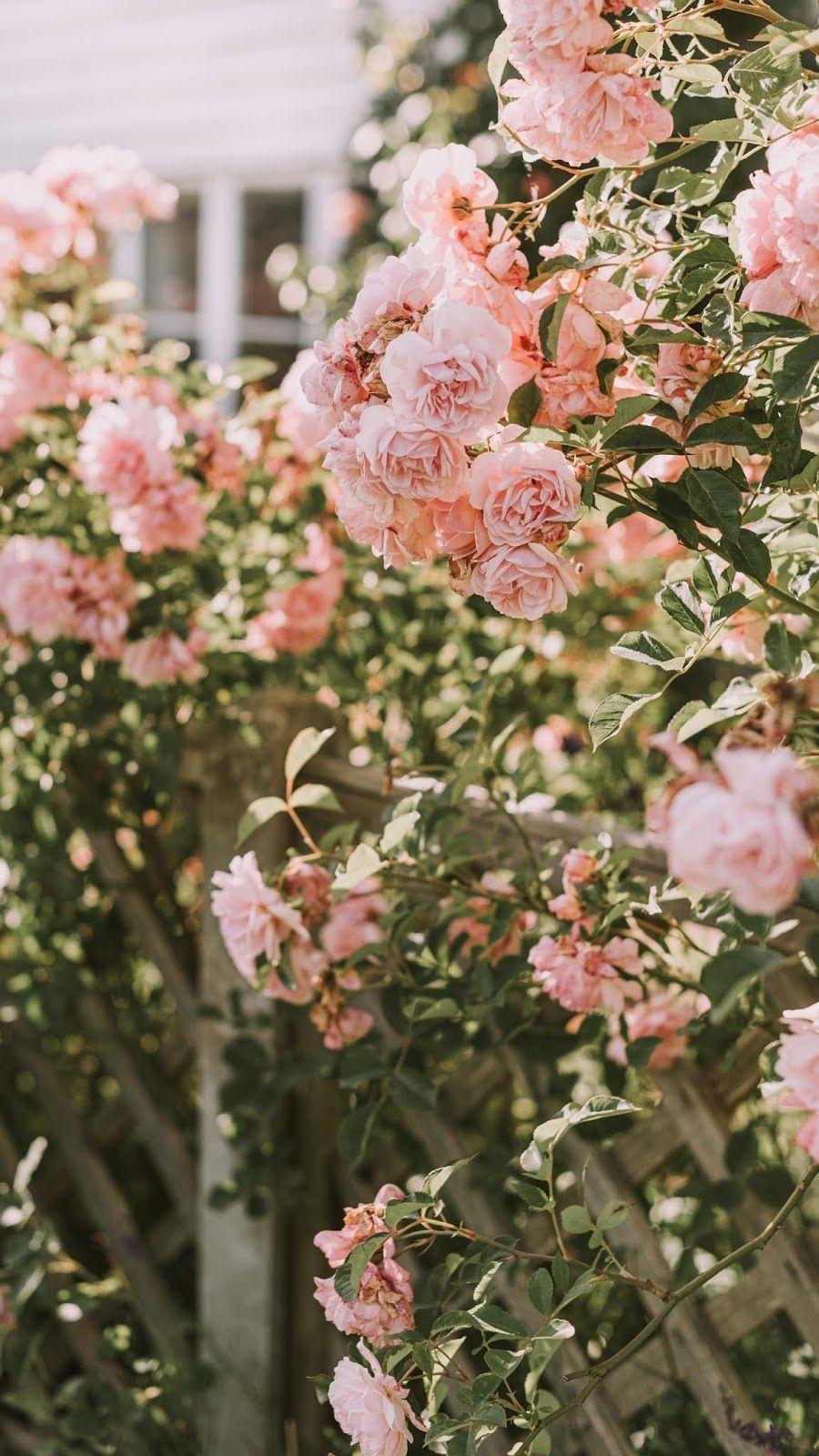 Pink Flowers Aesthetic Wallpapers Top Free Pink Flowers Aesthetic