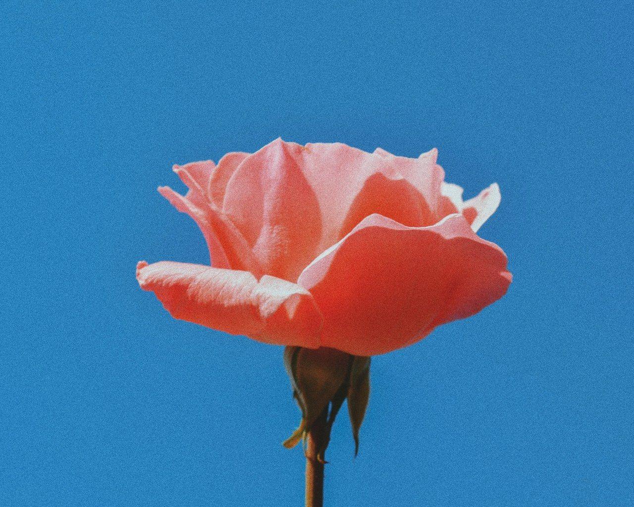 Blue and Pink Rose Wallpapers Top Free Blue and Pink Rose Backgrounds