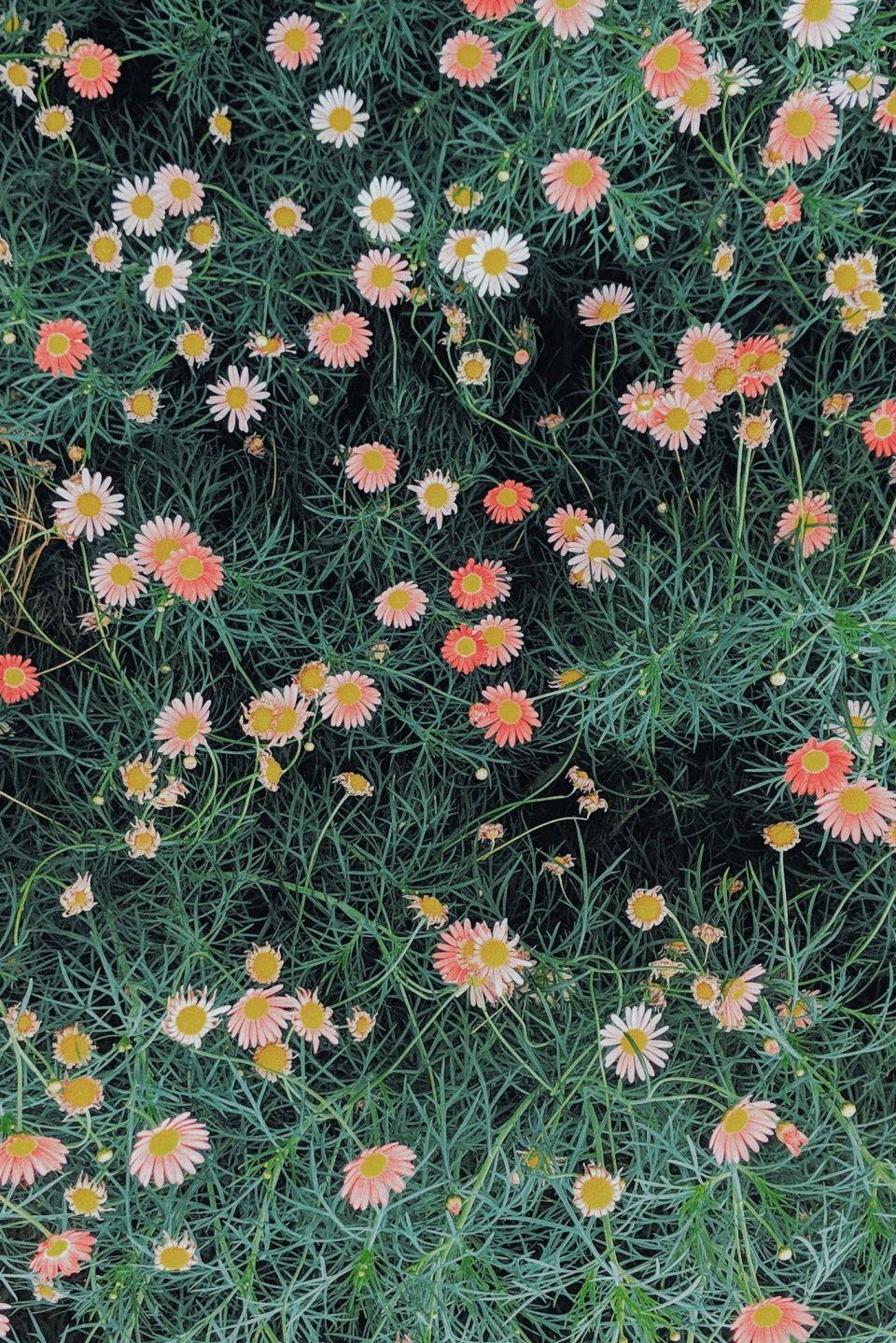 Green VSCO Wallpapers Top Free Green VSCO Backgrounds WallpaperAccess