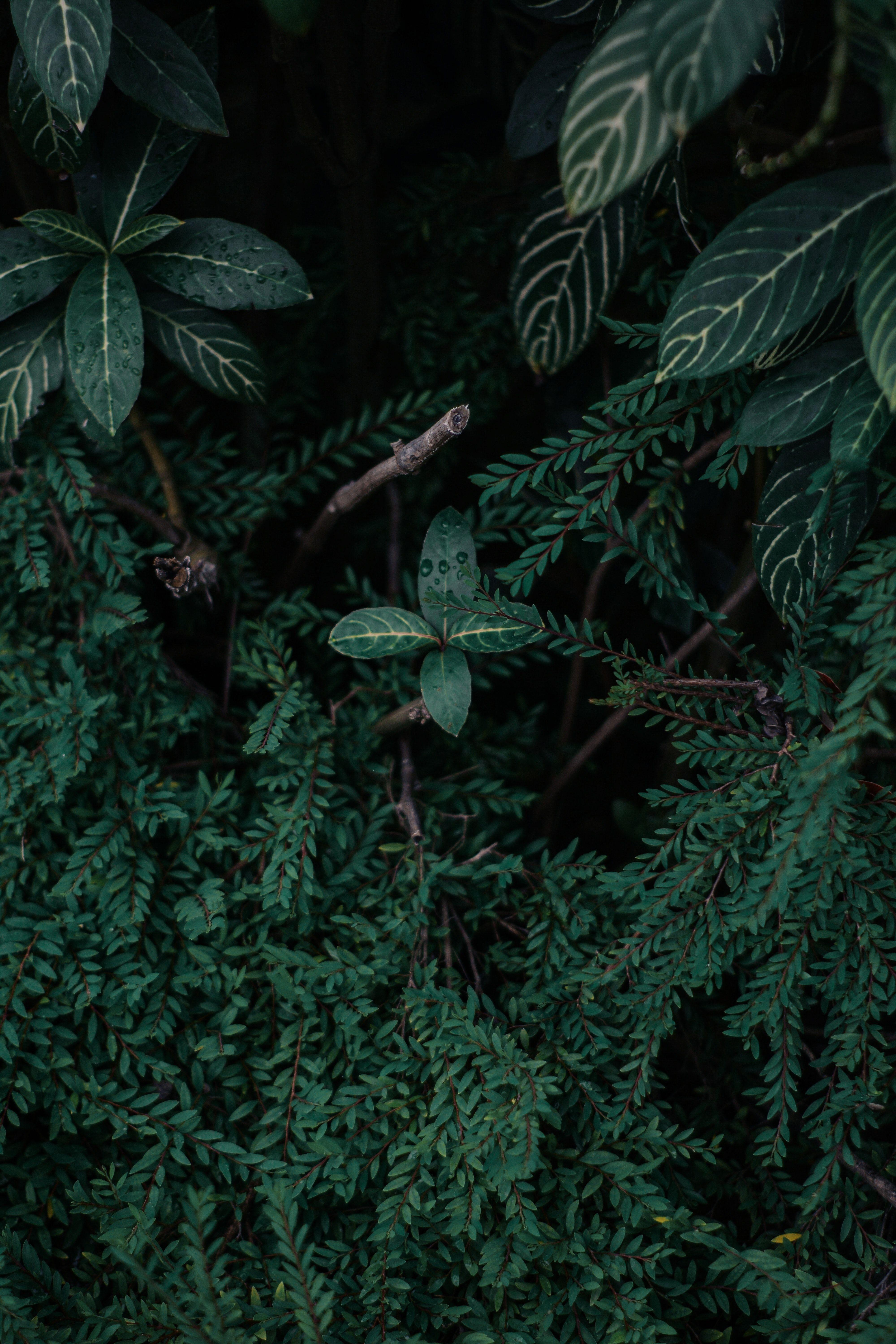 Green VSCO Wallpapers Top Free Green VSCO Backgrounds WallpaperAccess