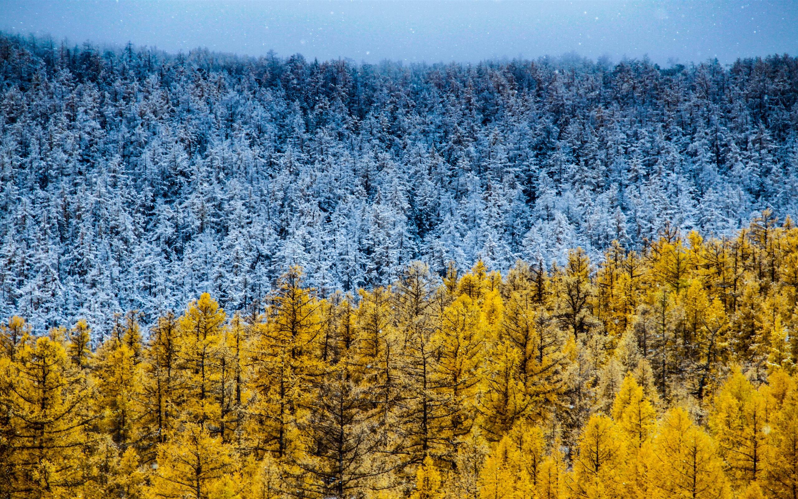 Yellow Forest Wallpapers Top Free Yellow Forest Backgrounds