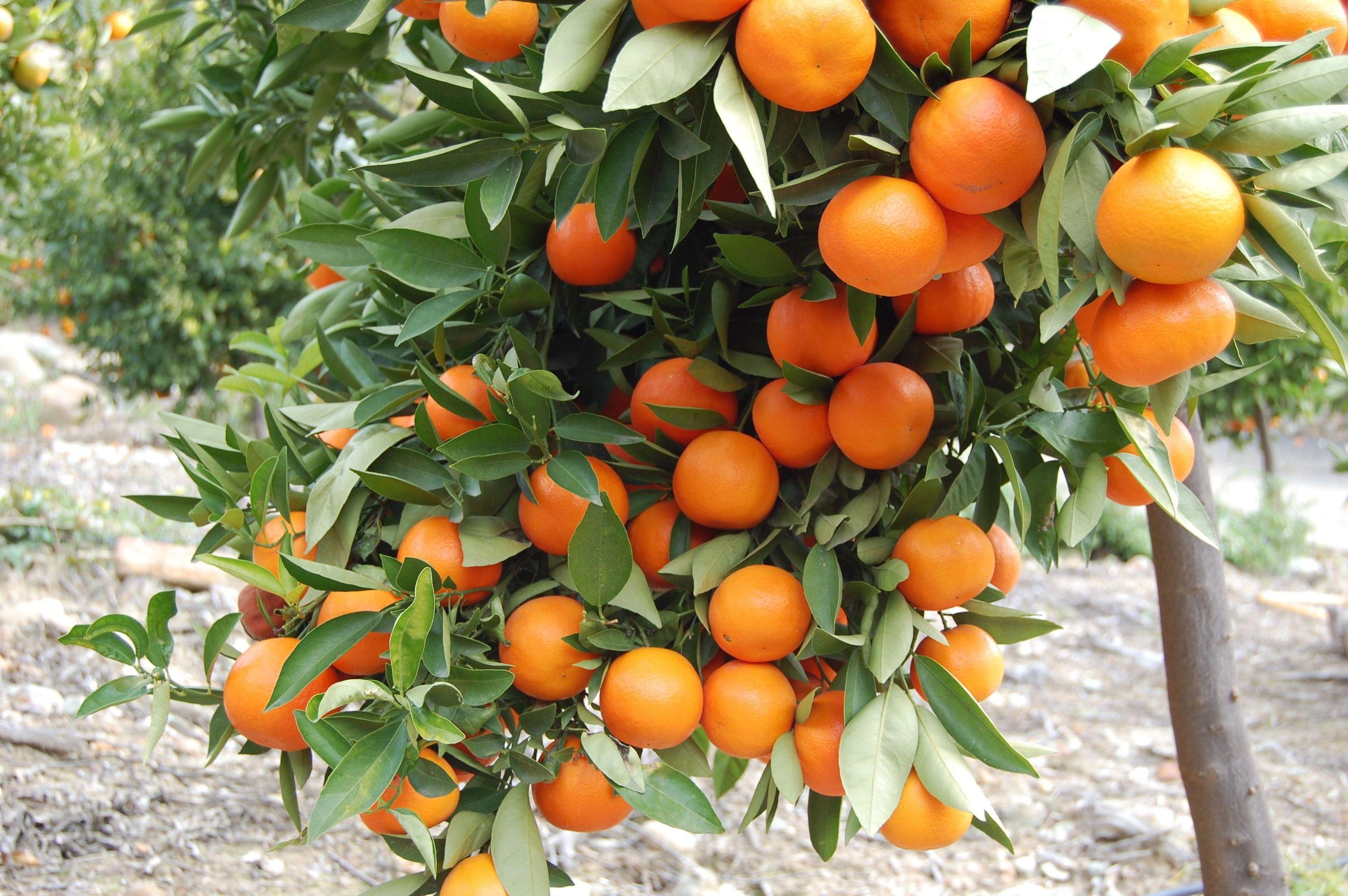 Orange Tree Wallpapers Top Free Orange Tree Backgrounds WallpaperAccess