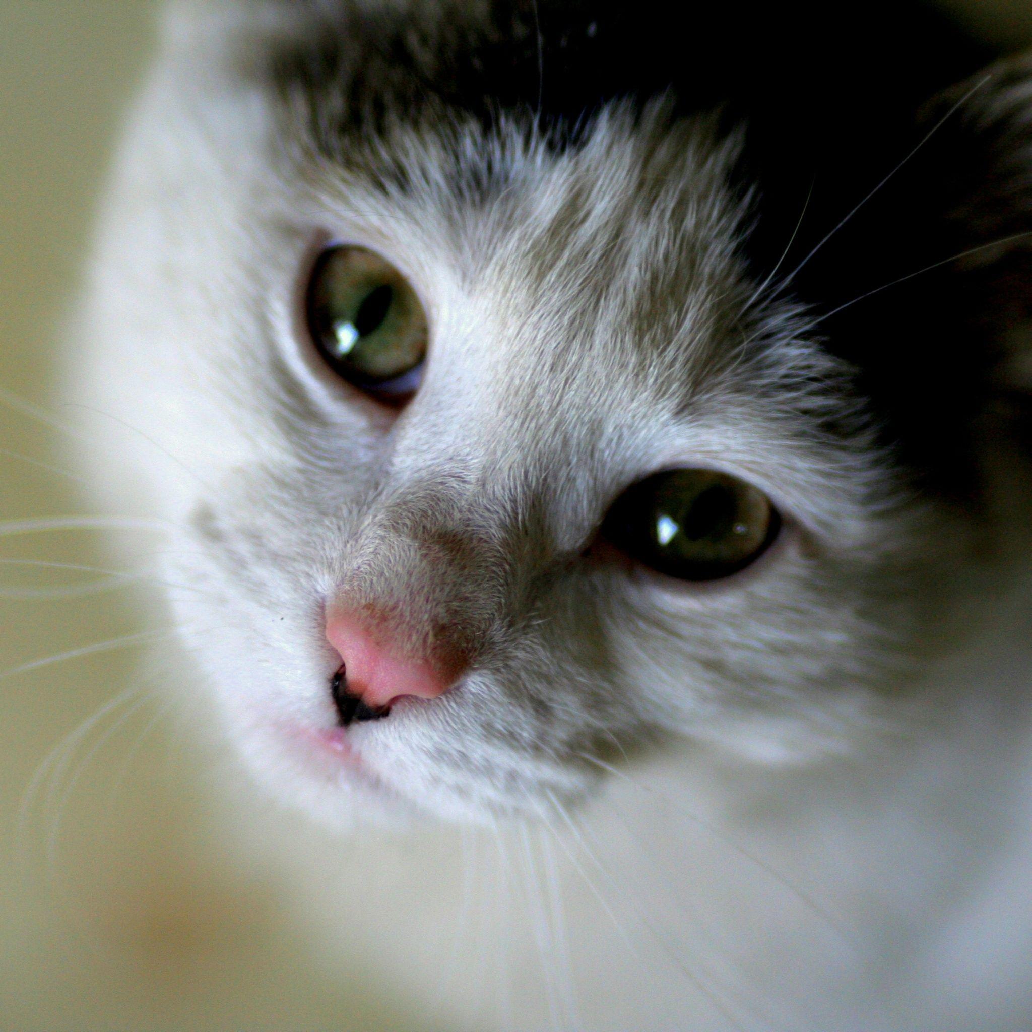 Cat iPad Wallpapers Top Free Cat iPad Backgrounds WallpaperAccess