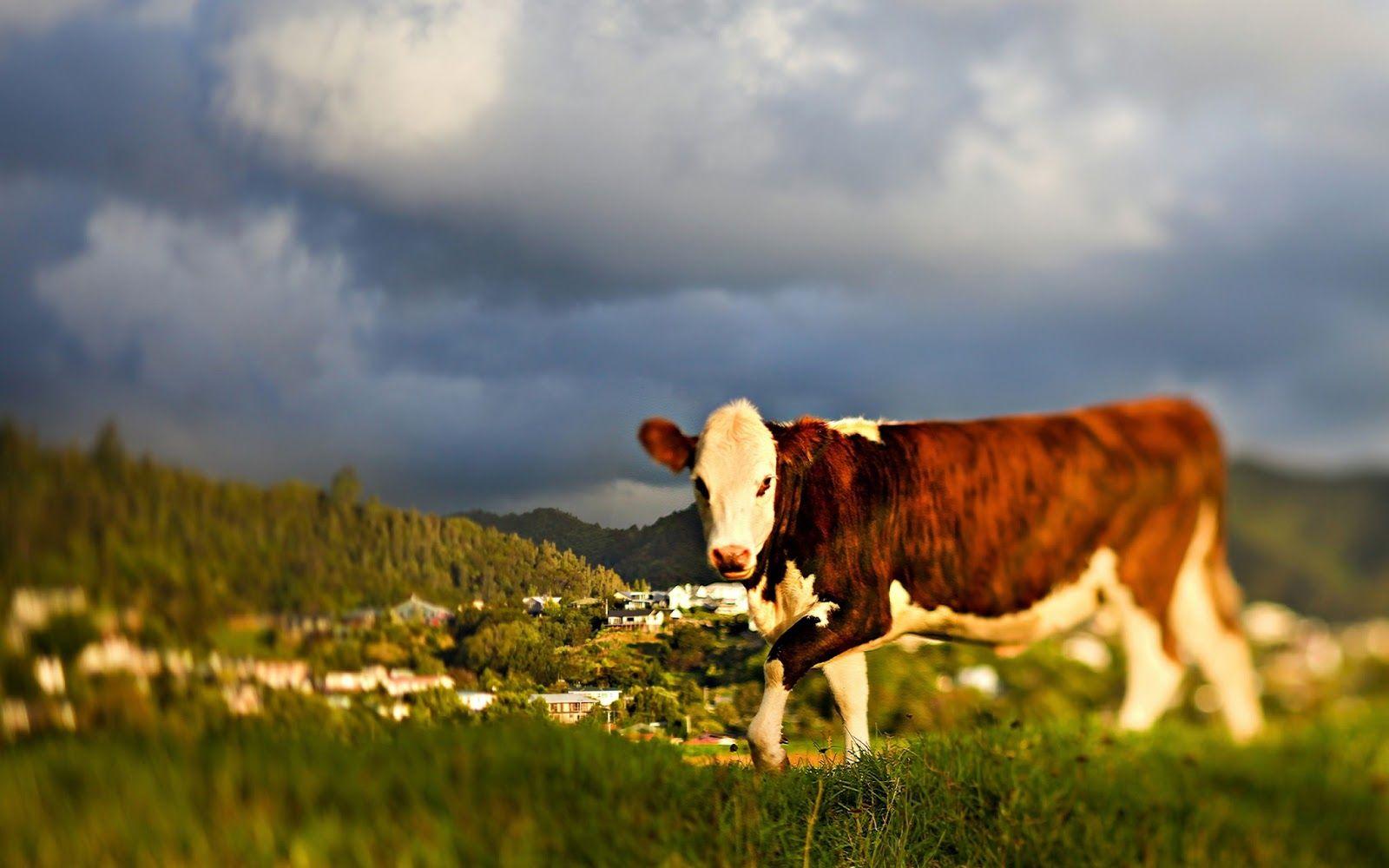 Cute Cow Wallpaper Aesthetic Cow Wallpaper Aesthetic Music Wallpapers