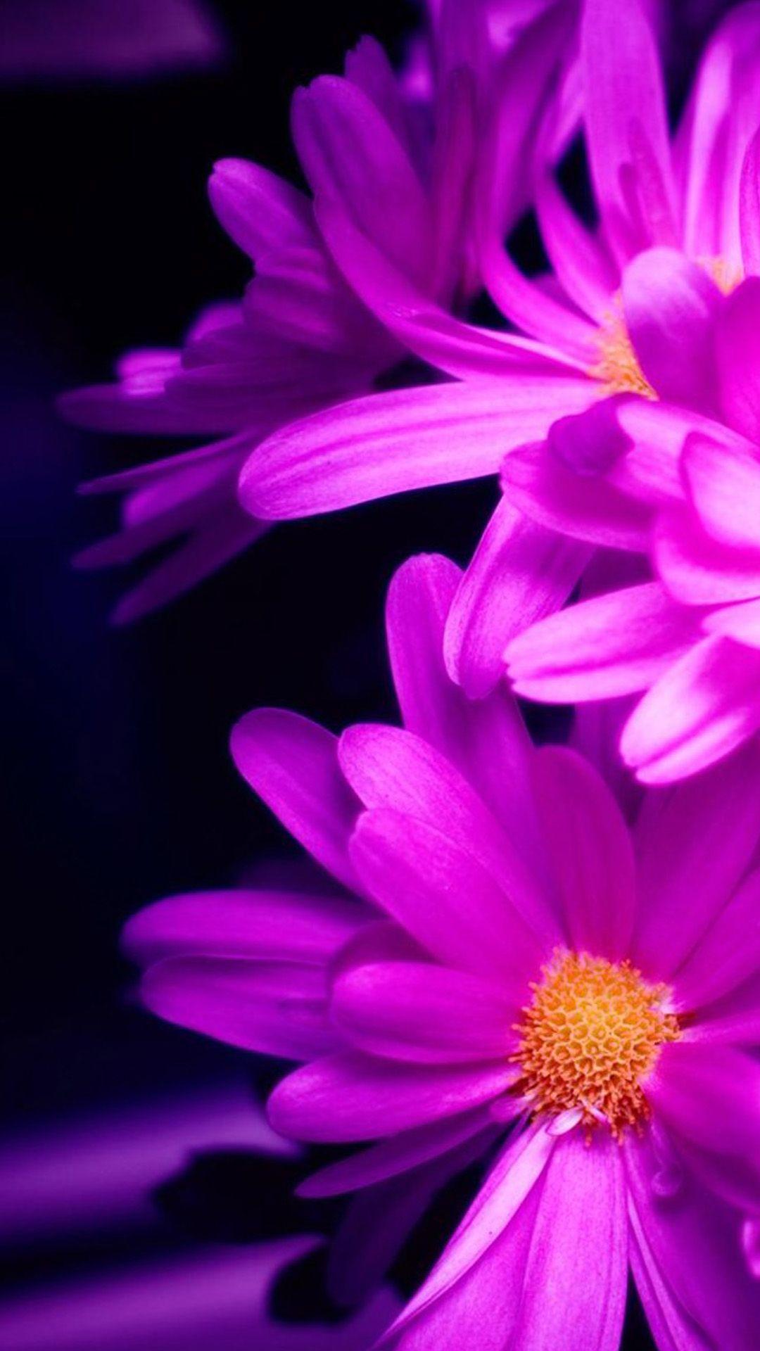 Purple Flower iPhone Wallpapers Top Free Purple Flower iPhone
