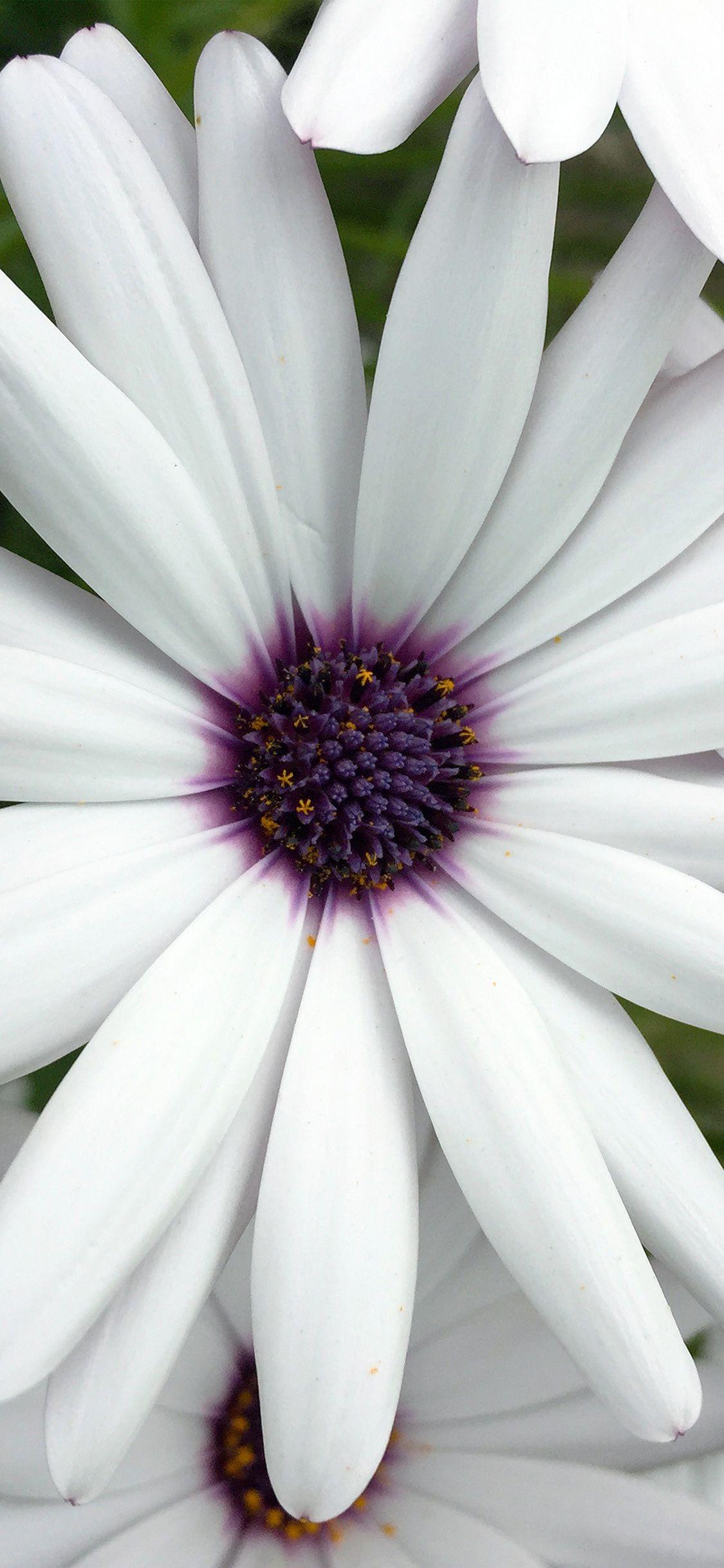 White Flower iPhone Wallpapers Top Free White Flower iPhone