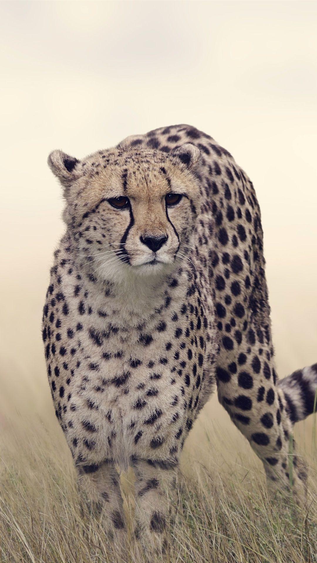 Cheetah iPhone Wallpapers Top Free Cheetah iPhone Backgrounds