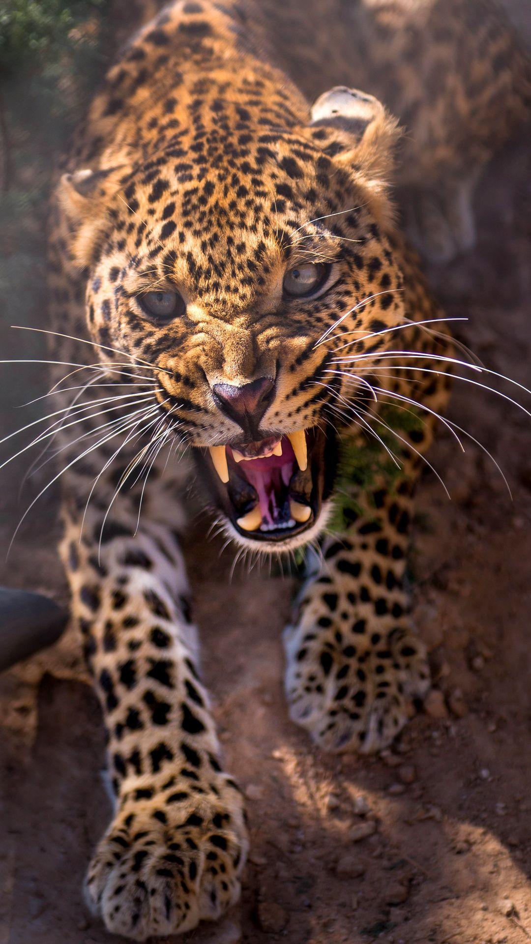 Leopard iPhone Wallpapers Top Free Leopard iPhone Backgrounds WallpaperAccess