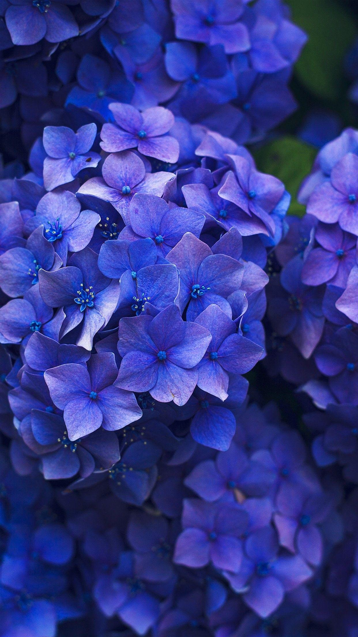 Blue and Purple Flowers Wallpapers Top Free Blue and Purple Flowers
