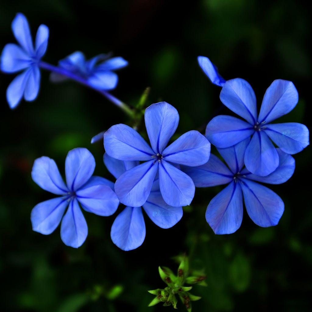Blue and Purple Flowers Wallpapers Top Free Blue and Purple Flowers