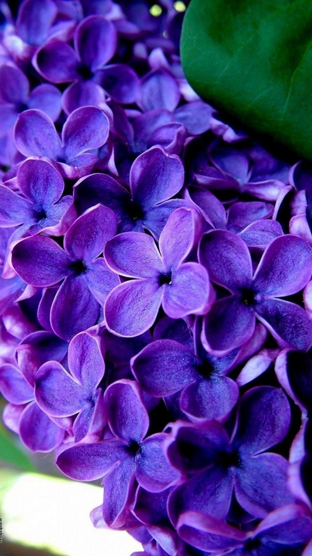 Blue and Purple Flowers Wallpapers Top Free Blue and Purple Flowers