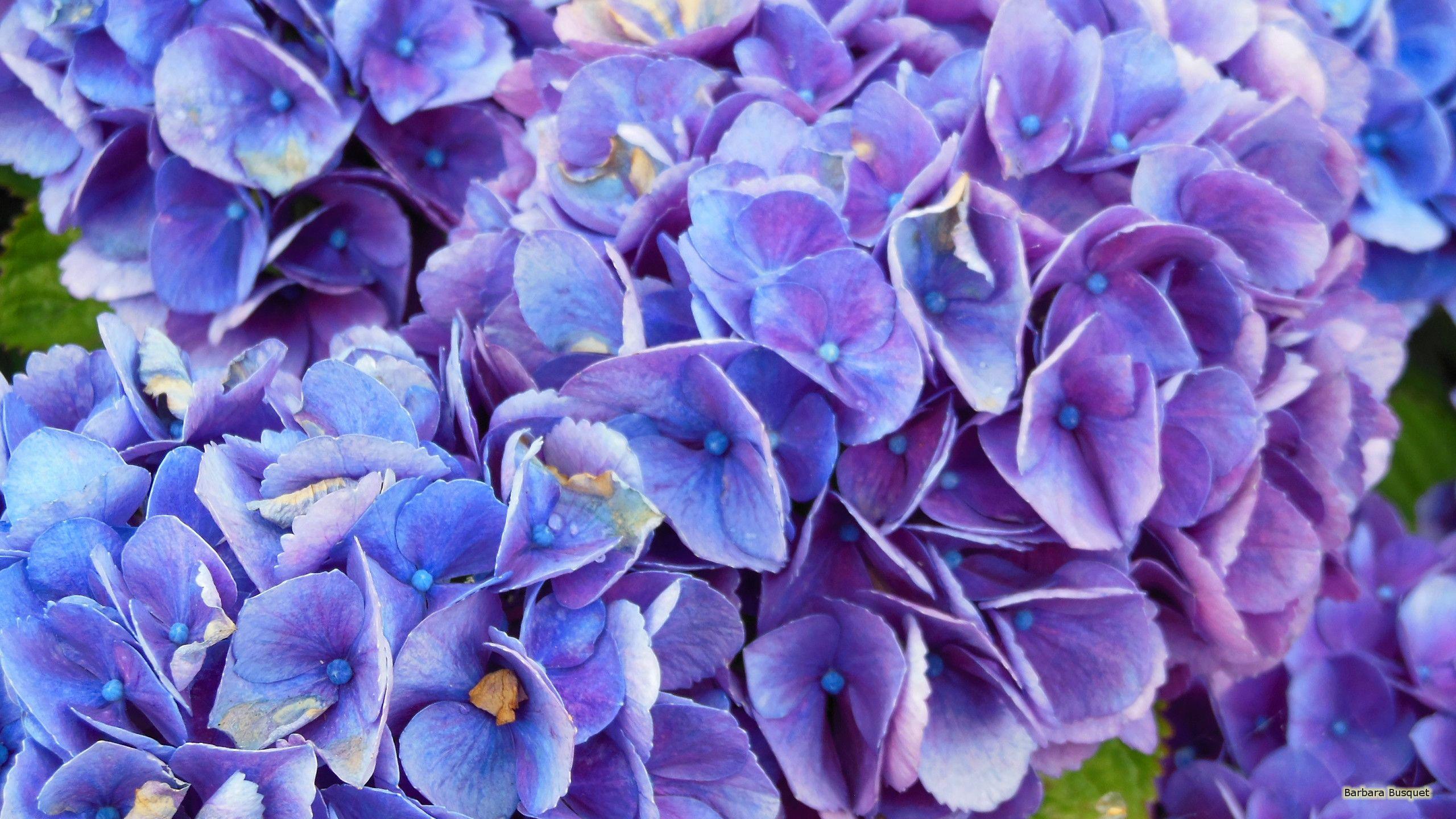 Blue and Purple Flowers Wallpapers Top Free Blue and Purple Flowers
