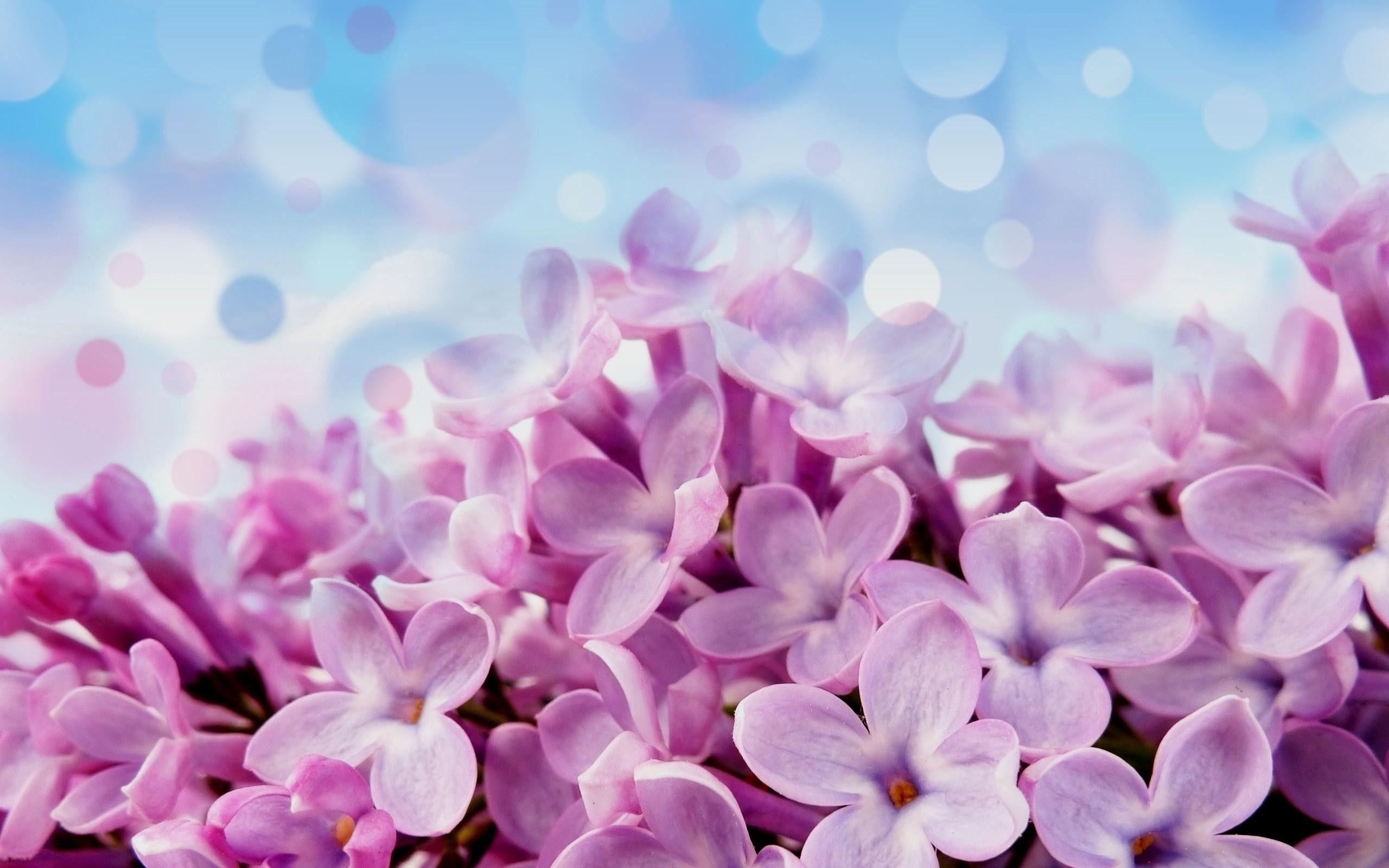 Blue and Purple Flowers Wallpapers Top Free Blue and Purple Flowers