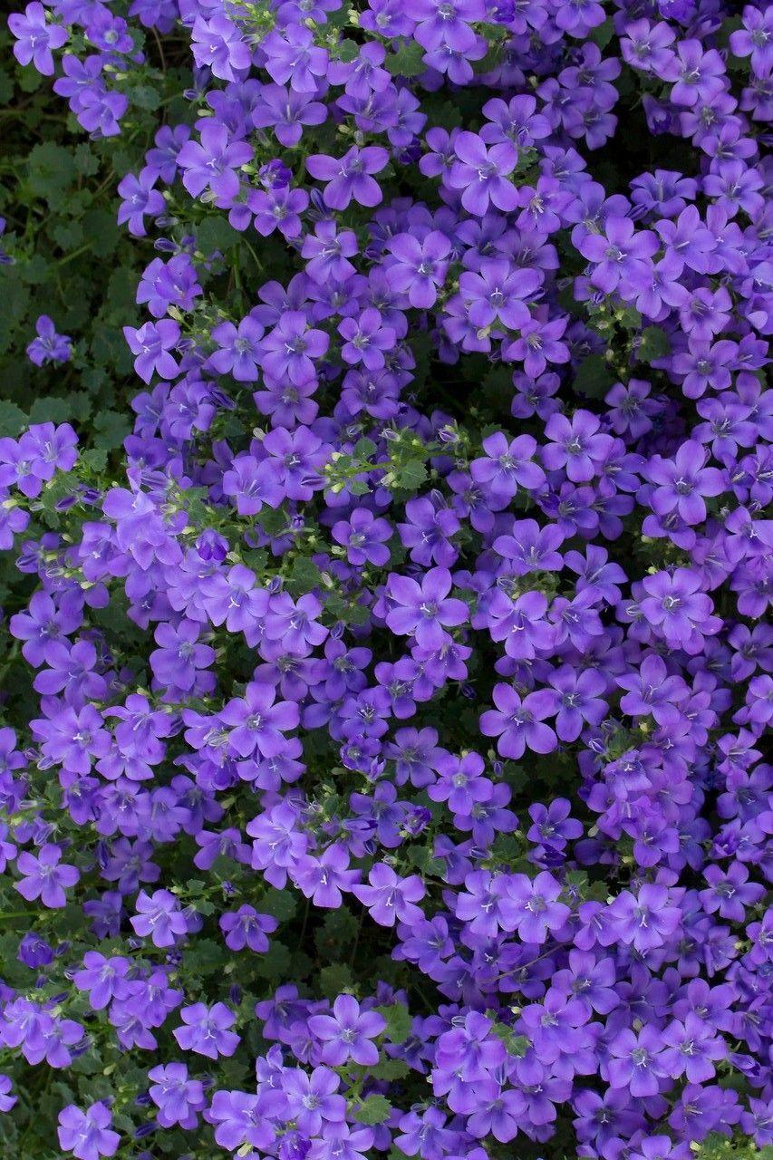 Blue and Purple Flowers Wallpapers Top Free Blue and Purple Flowers