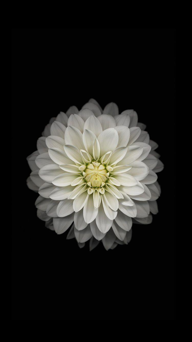 White Flower iPhone Wallpapers Top Free White Flower iPhone